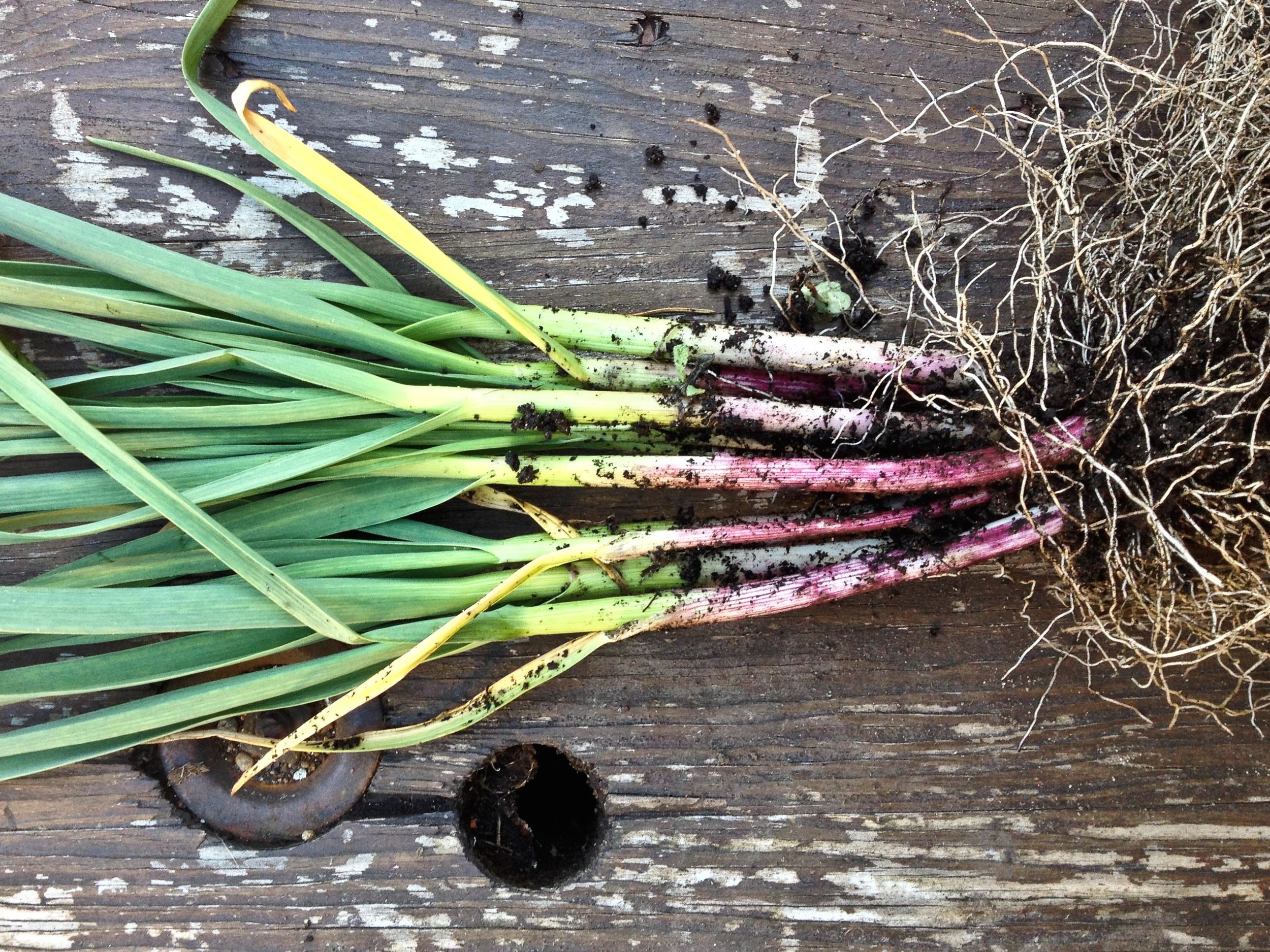 Simple Steps to Grow Spring Garlic in Garden - SUFCo