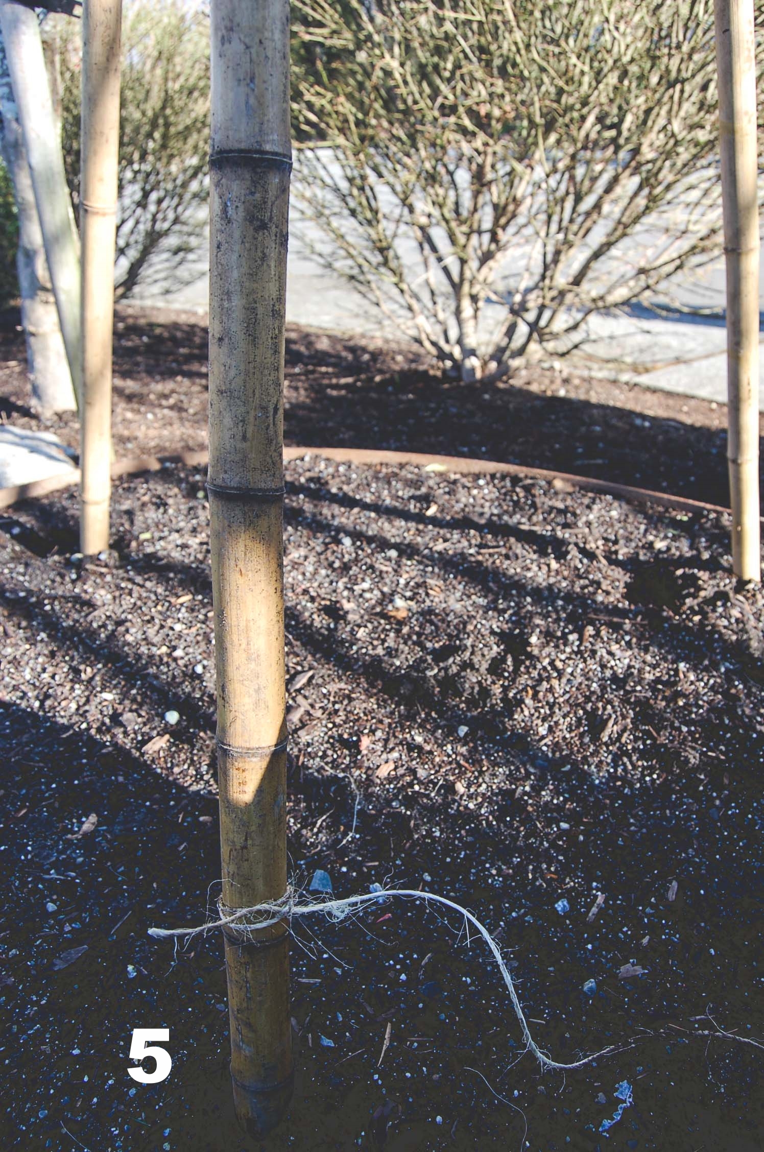  How to build a Bamboo Pea Tri-Pod by Seattle Urban Farm Co. 