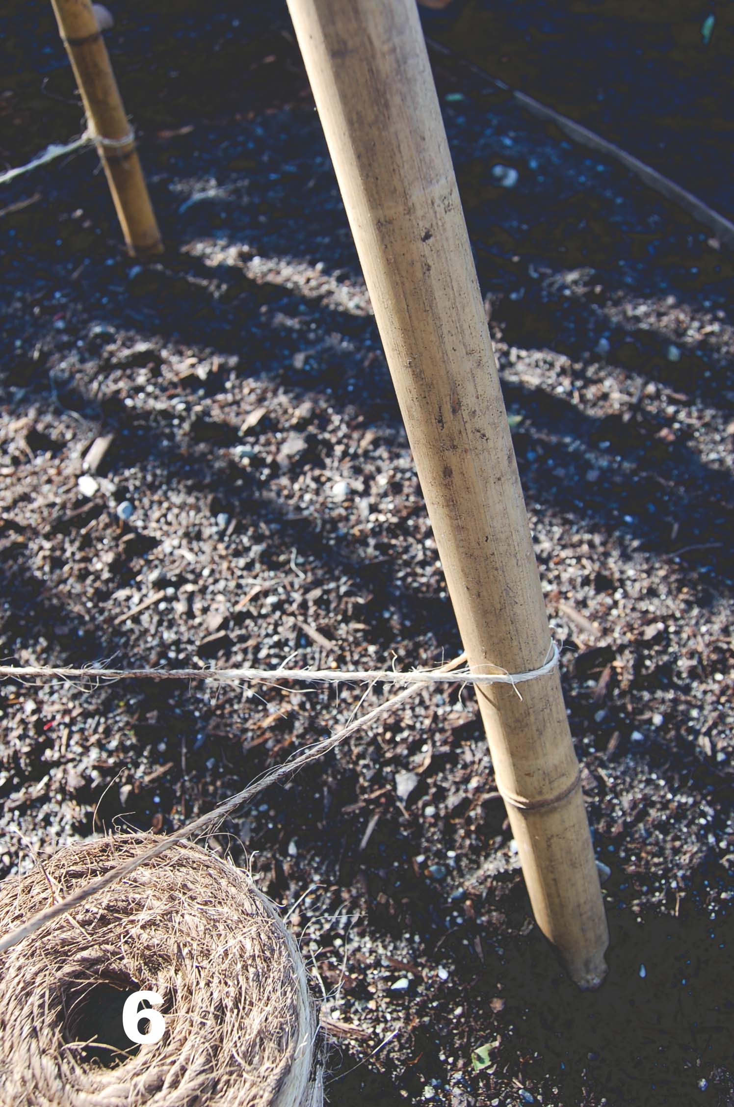  How to build a Bamboo Pea Tri-Pod by Seattle Urban Farm Co. 