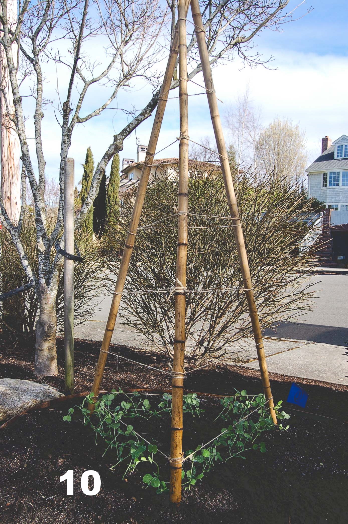  How to build a Bamboo Pea Tri-Pod by Seattle Urban Farm Co. 