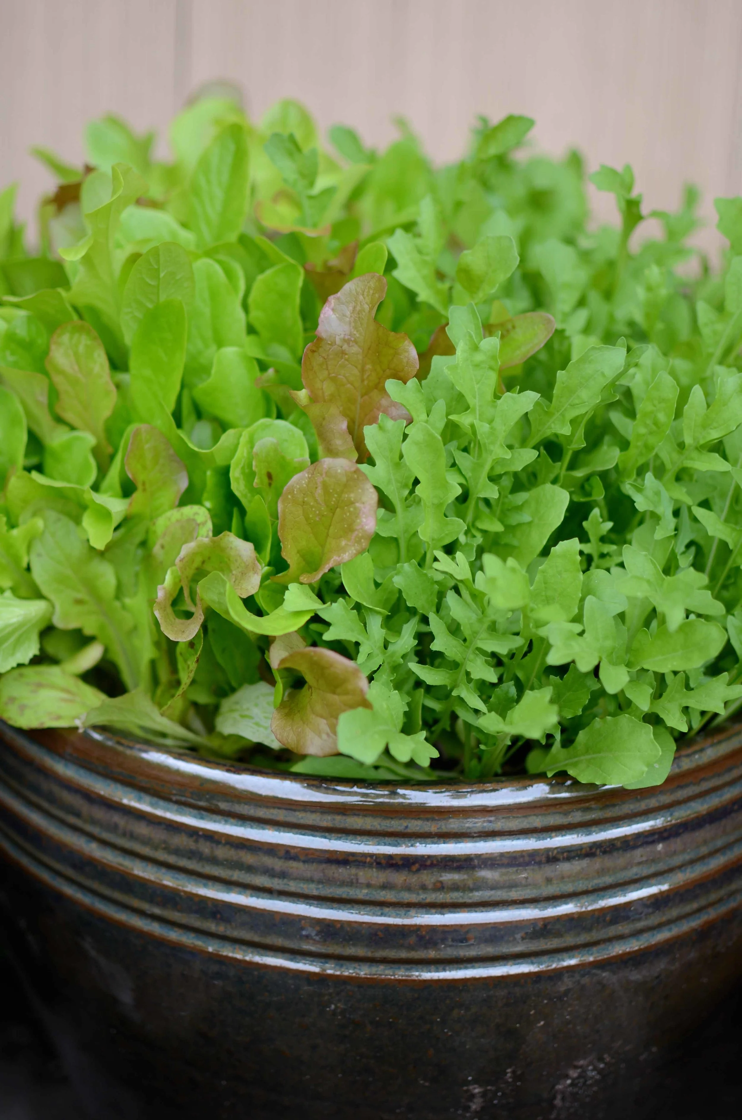 More With Less Part Two Choosing the Right Plants for