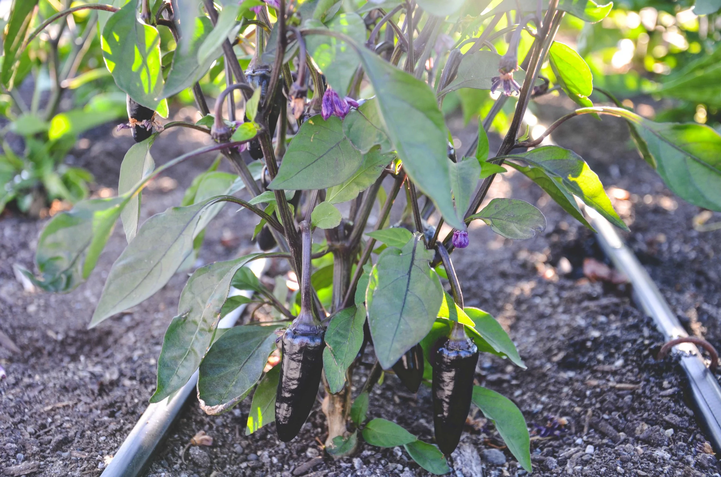 More With Less Part Two: Choosing the Right Plants for Your Small Vegetable Garden
