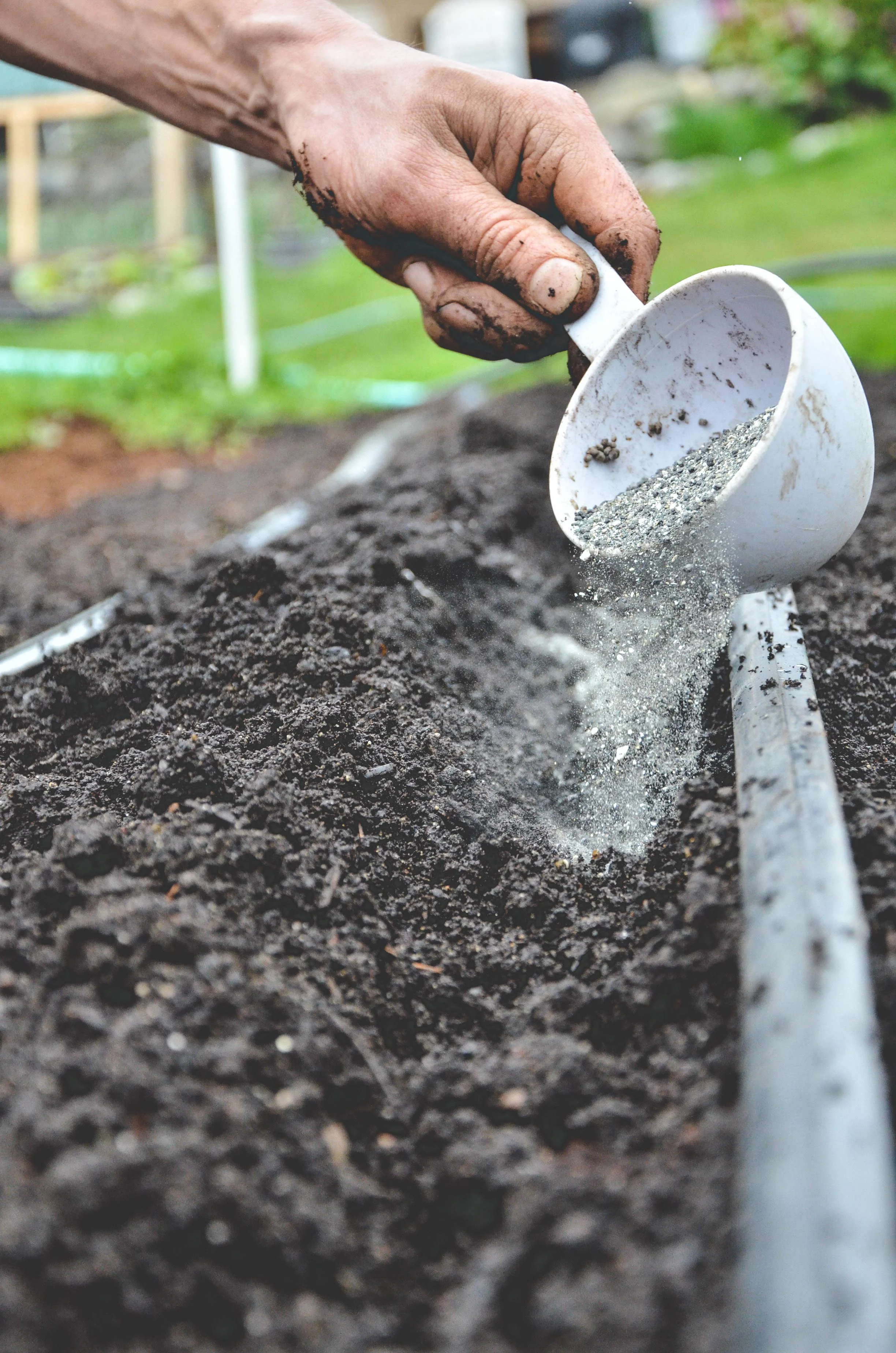Organic Fertilizer Breakdown Part Two: Kelp
