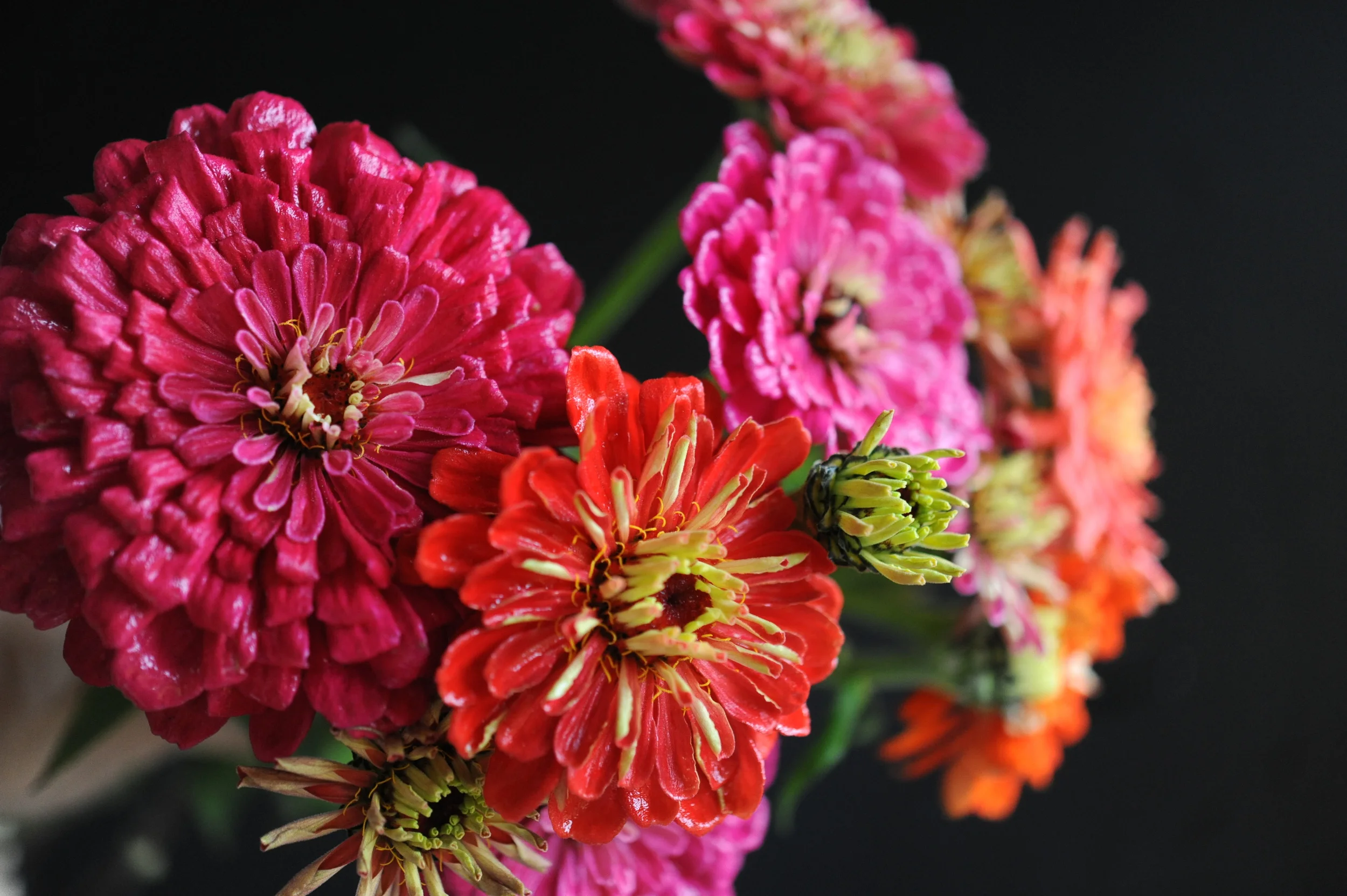 Planning for Spring: Beneficial Flowers