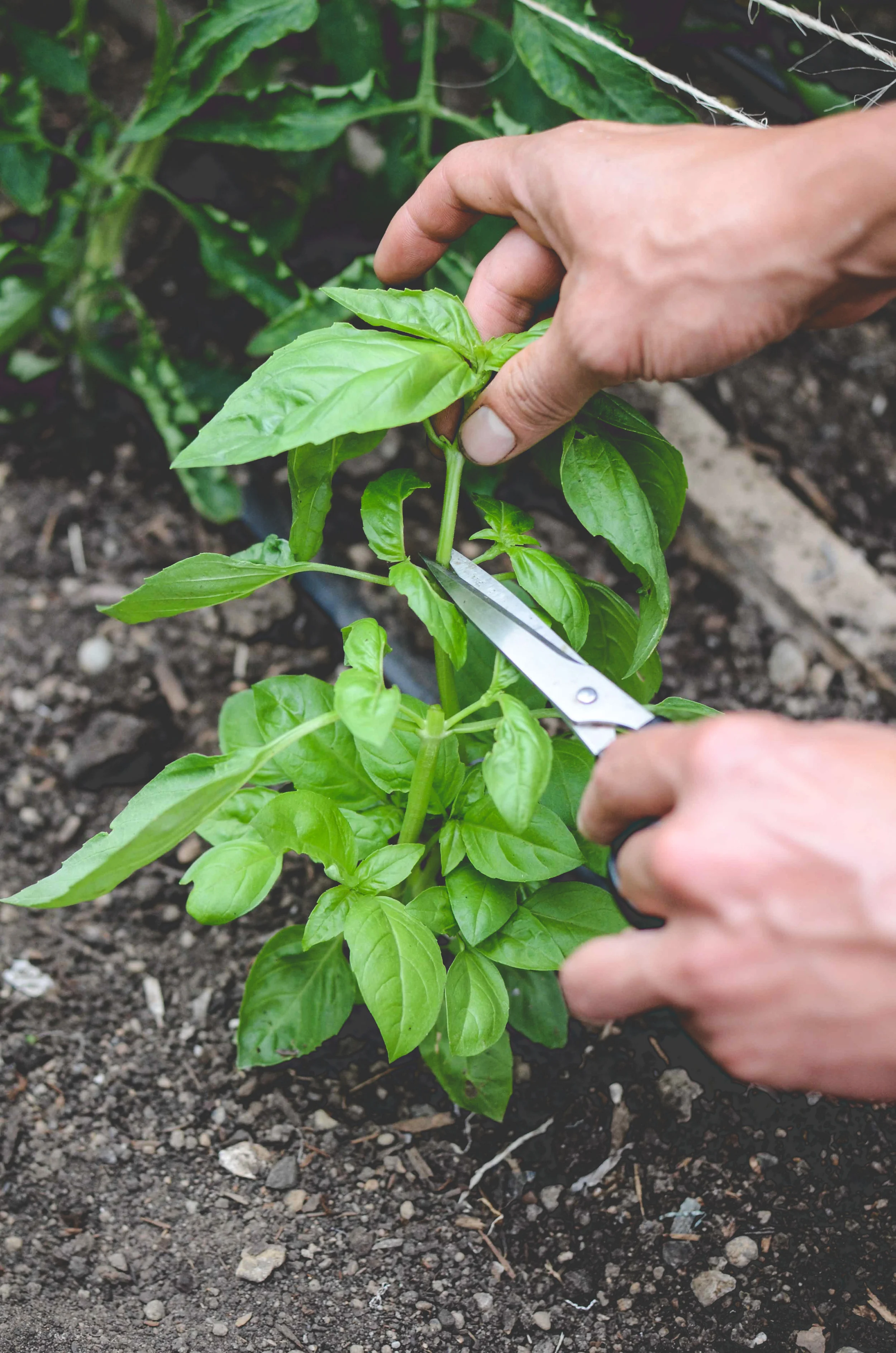Prevent flowering by pinching or trimming.