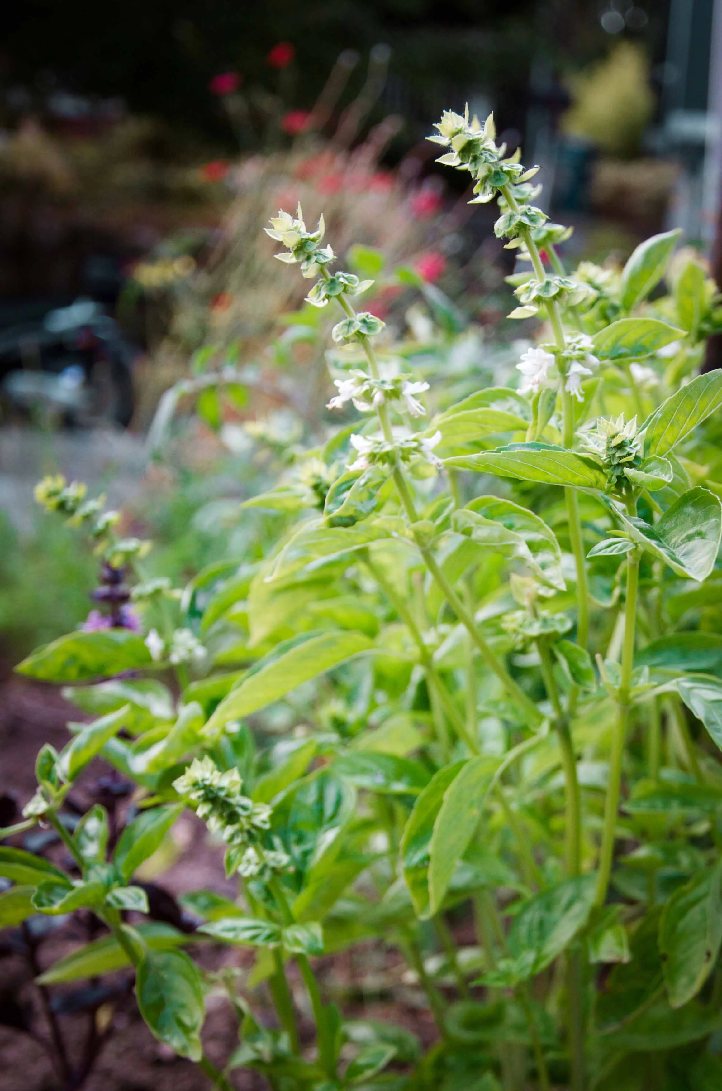 Flowering signals the end of the basil&nbsp;plants lifecycle.&nbsp;