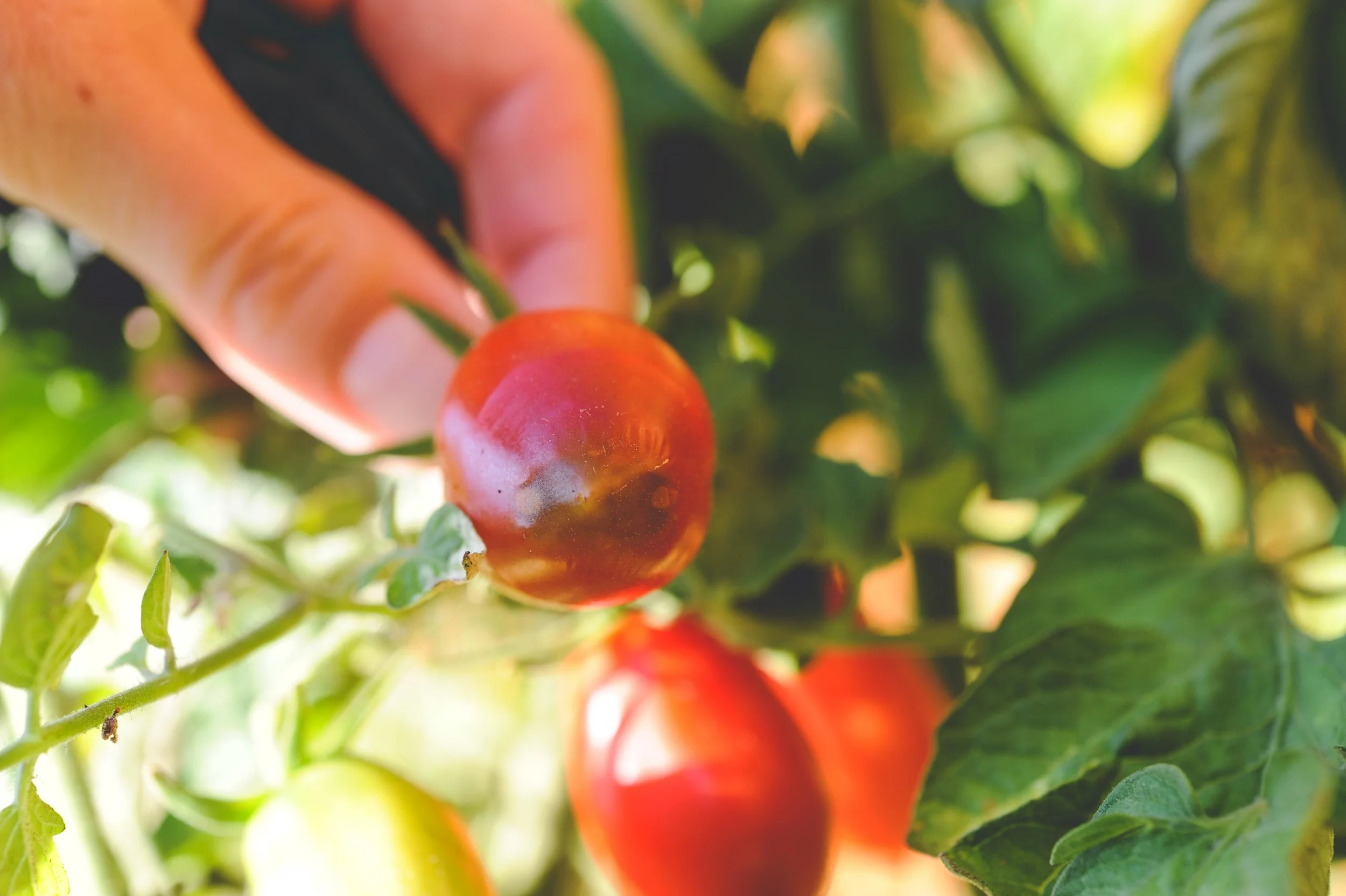 Curbing Blossom End Rot — Seattle Urban Farm Company