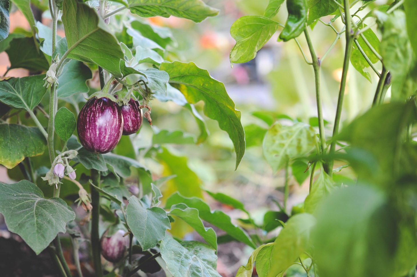Ways To Prevent and Reduce Blossom End Rot in Your Garden