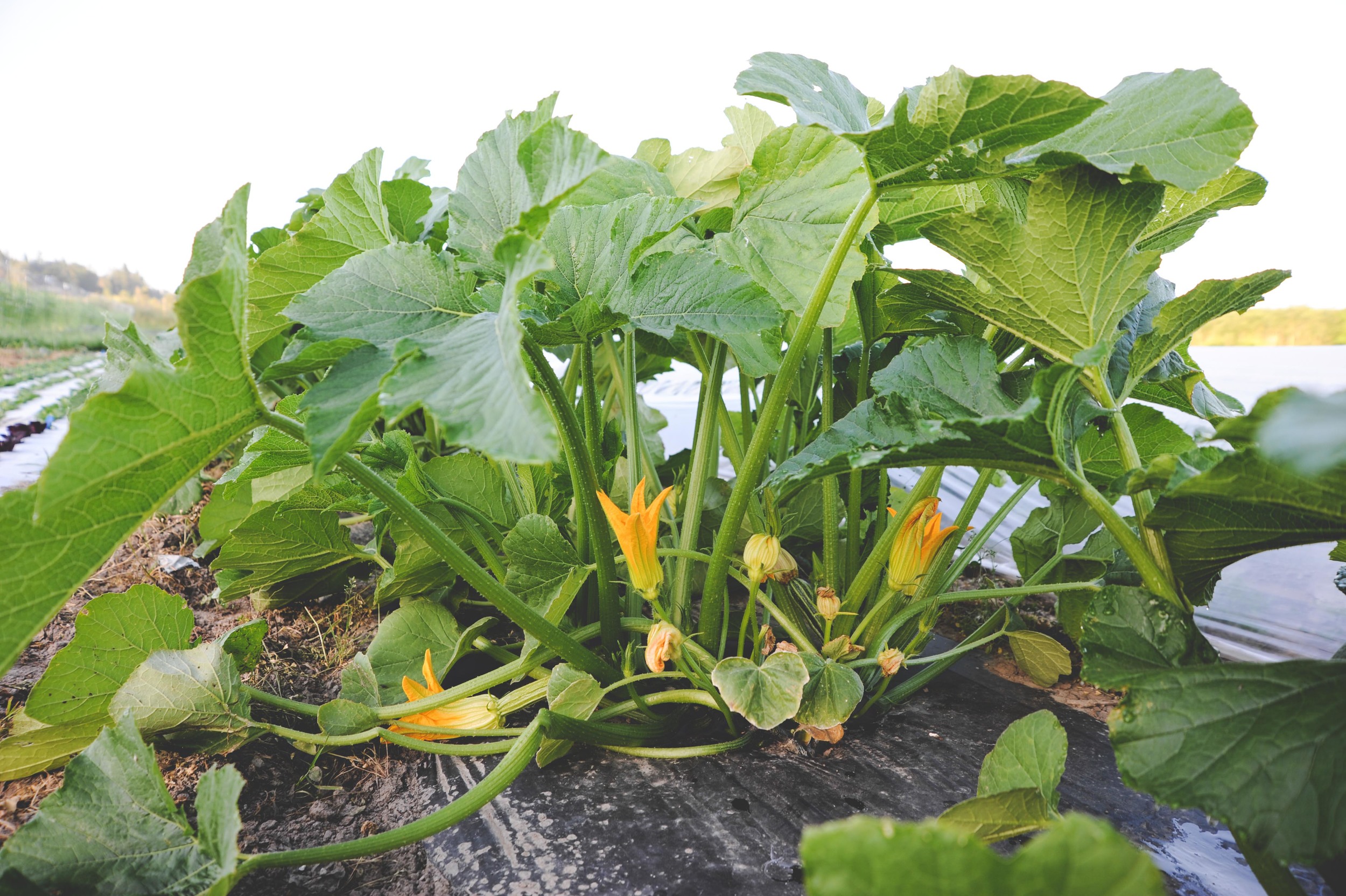 Image of Yellow summer squash plant with green leaves
