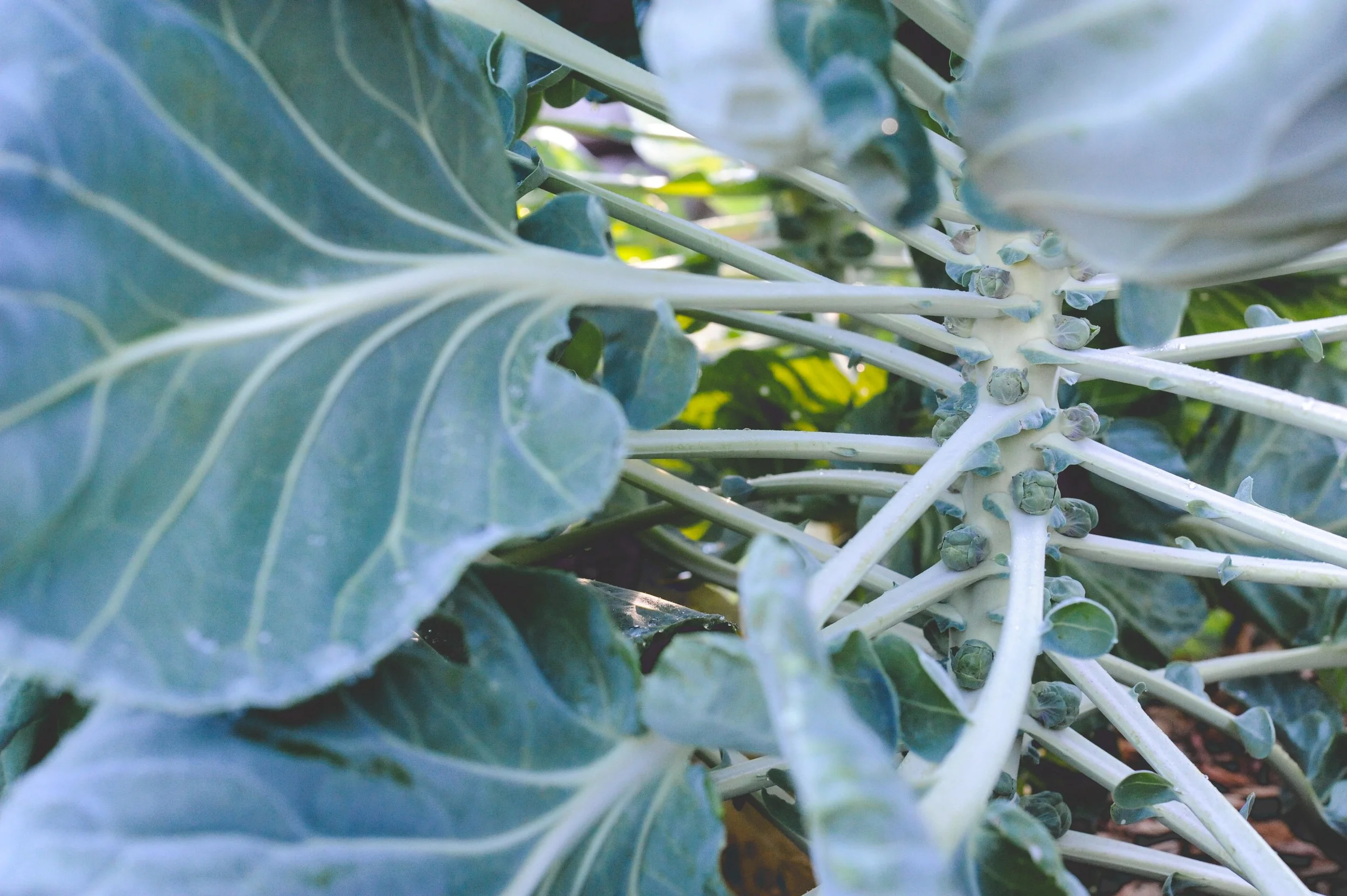 Brussels Sprouts — Seattle Urban Farm Company