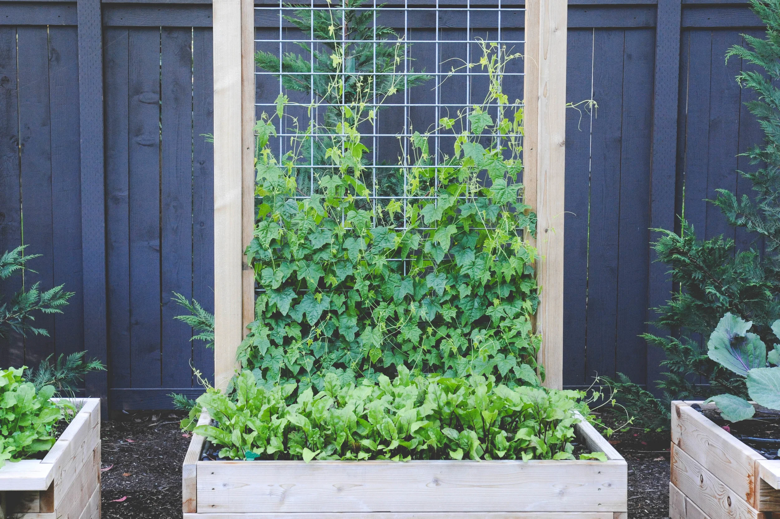 Cedarraised beds with Permanent Trellising in Broadview