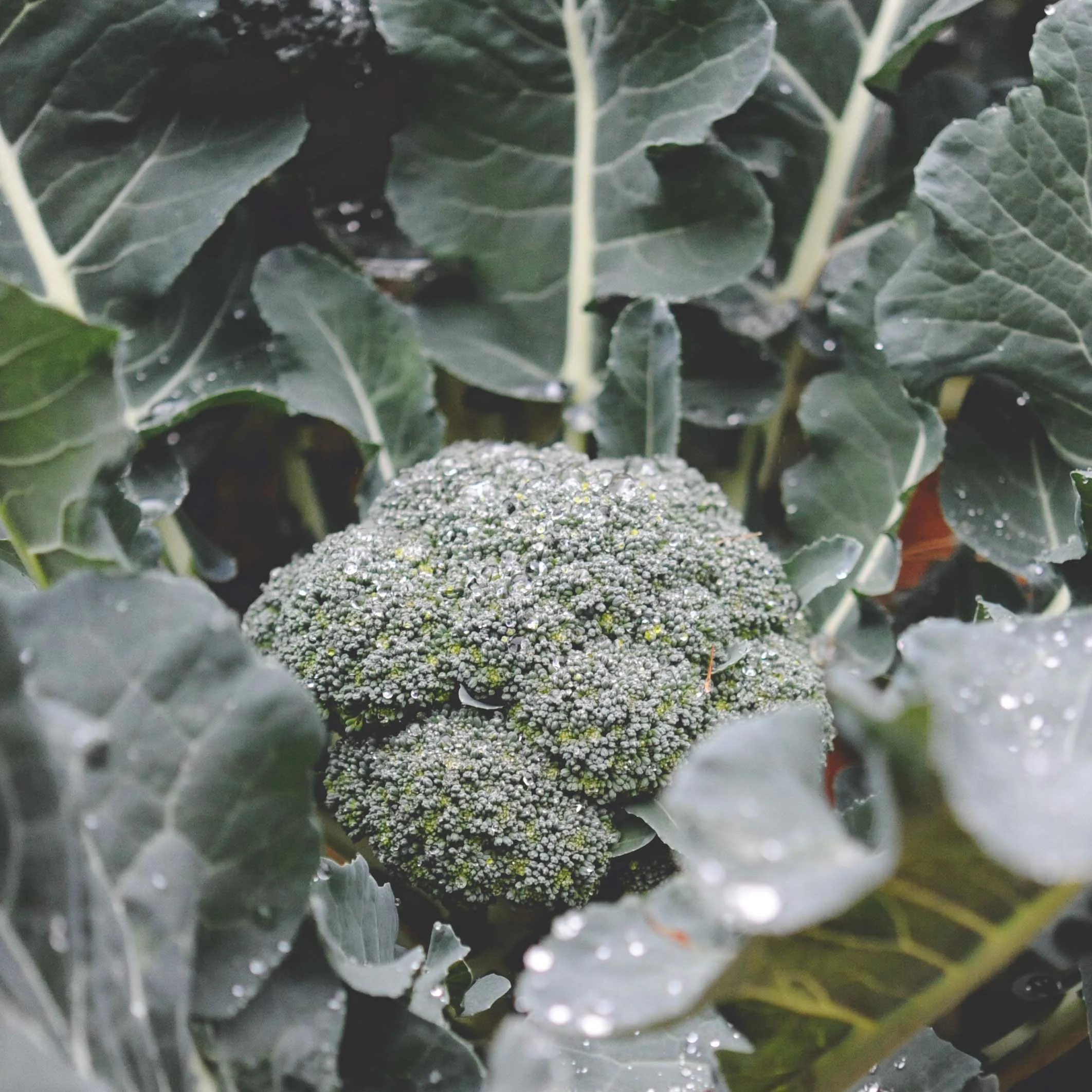List of Stand-out Varieties From This Past Season.