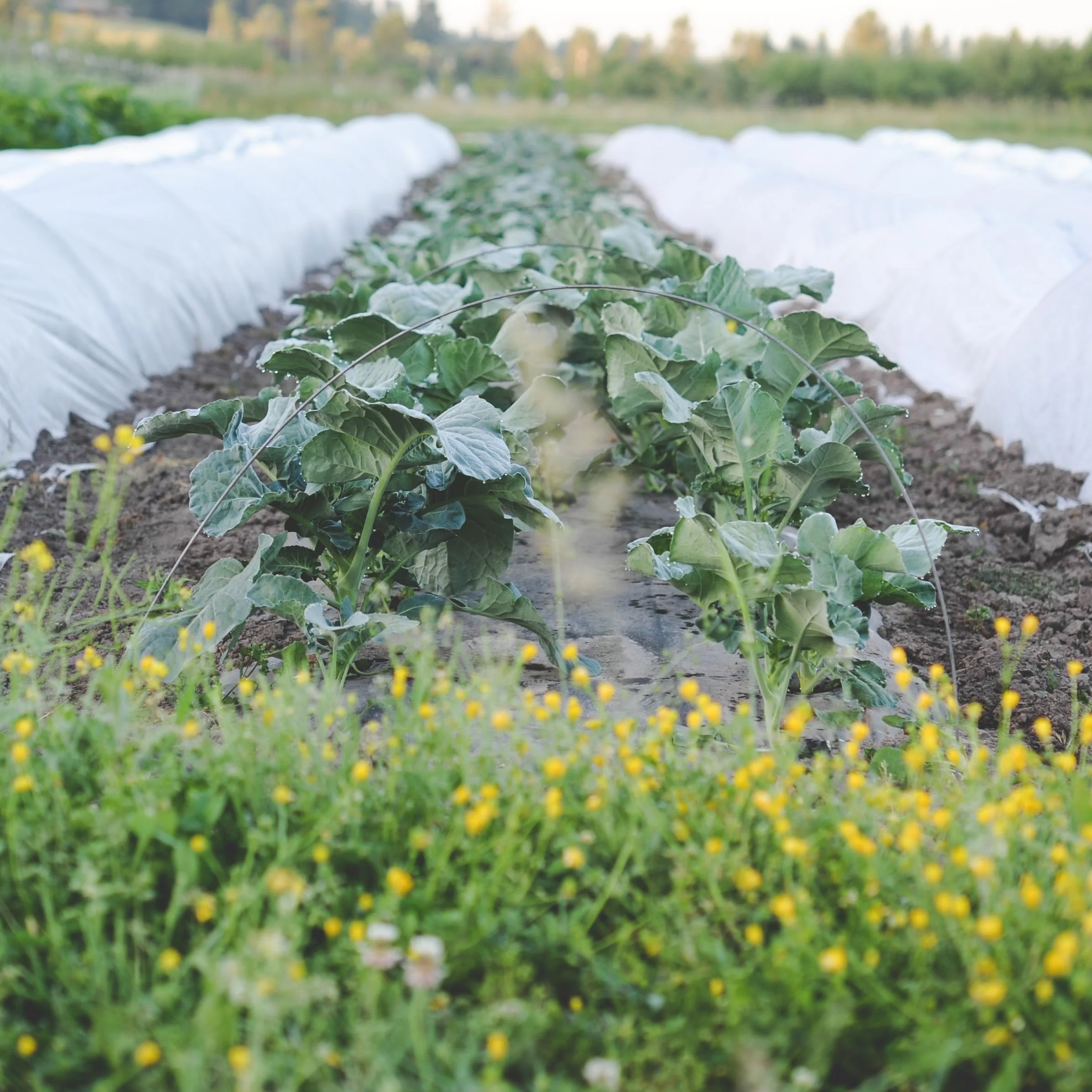 Lessons from the Farm: Making Friends With Your Weeds