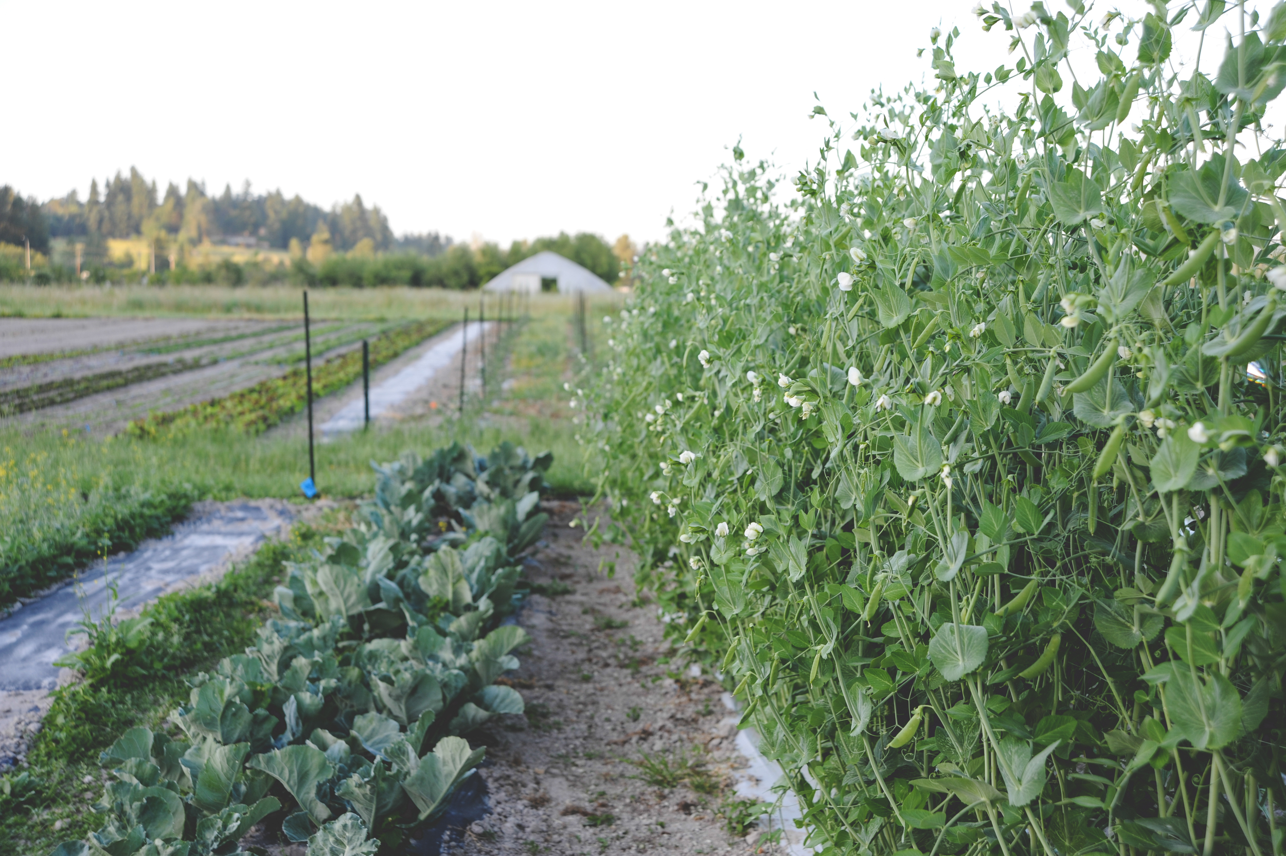 Peas and Cabbage_Farm.jpg