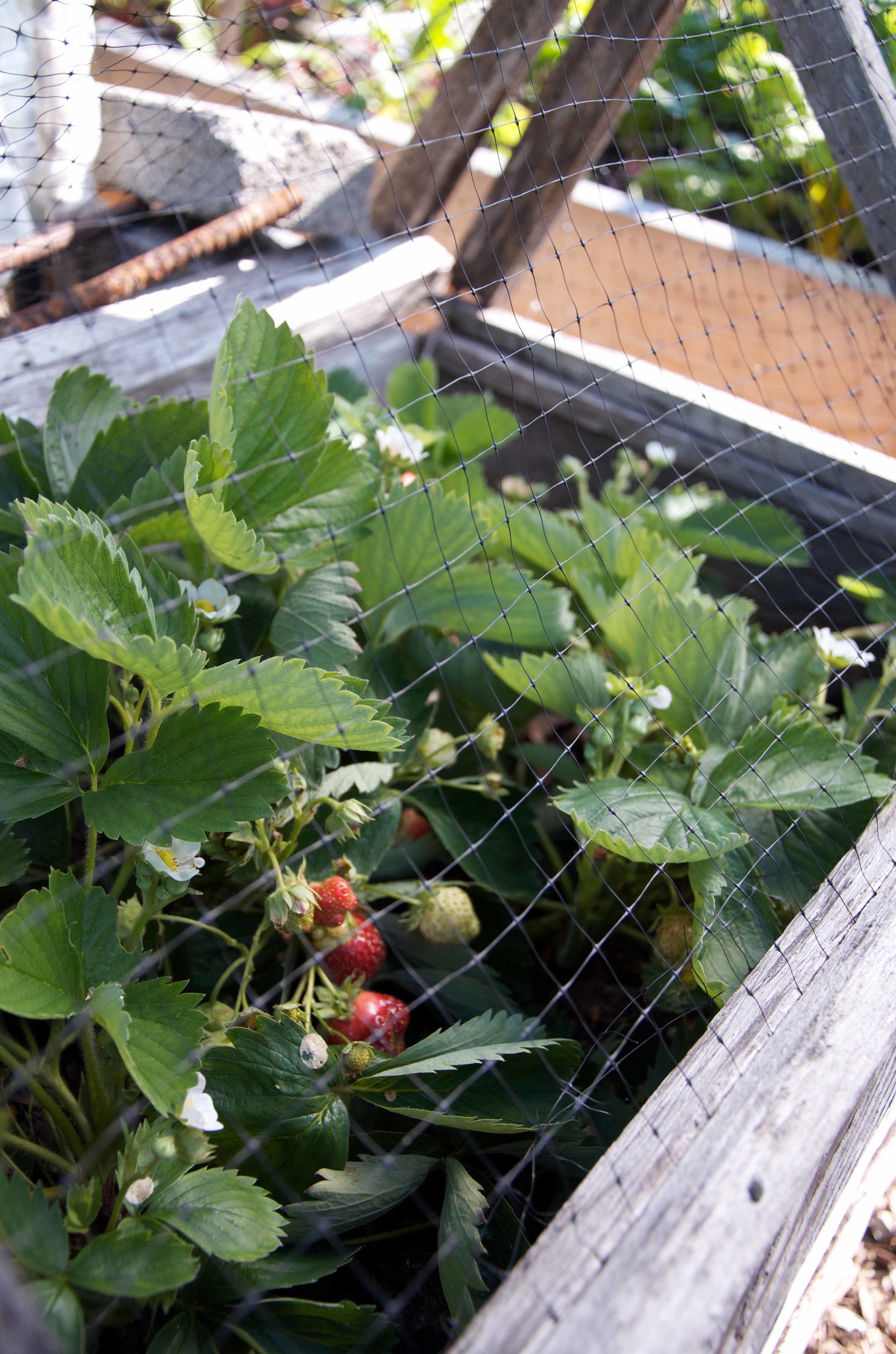 Strawberry Bird Netting.jpg