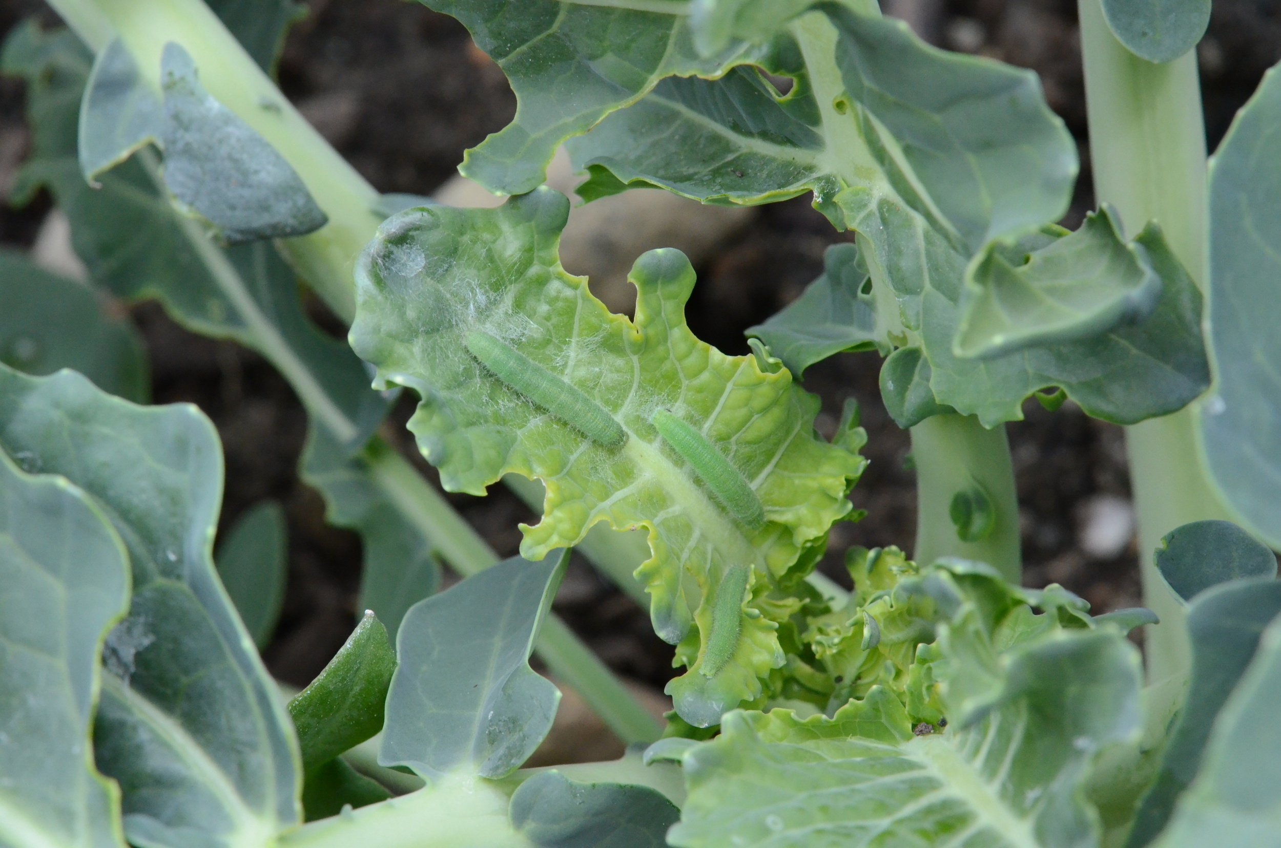 Cabbage worms munching on a broccoli plant