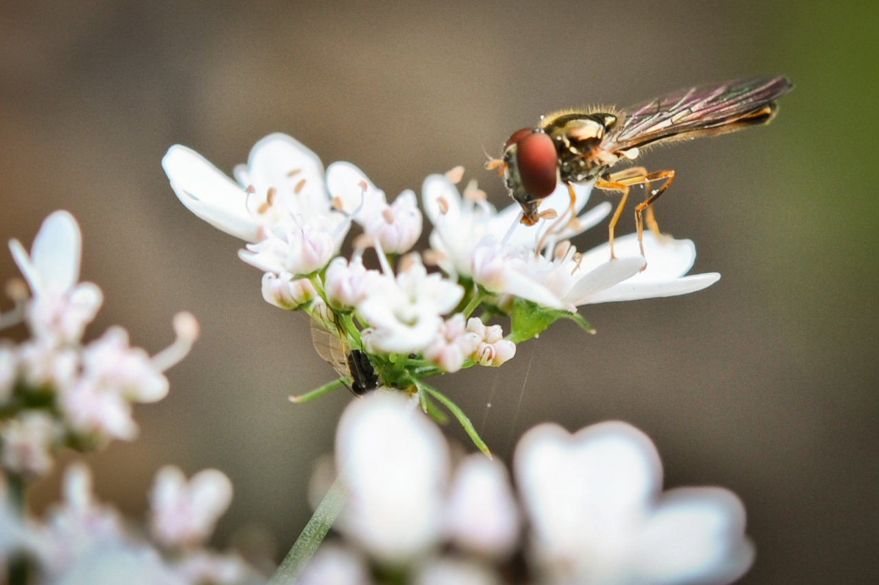 Trichogramma wasp/Parasitic wasp 