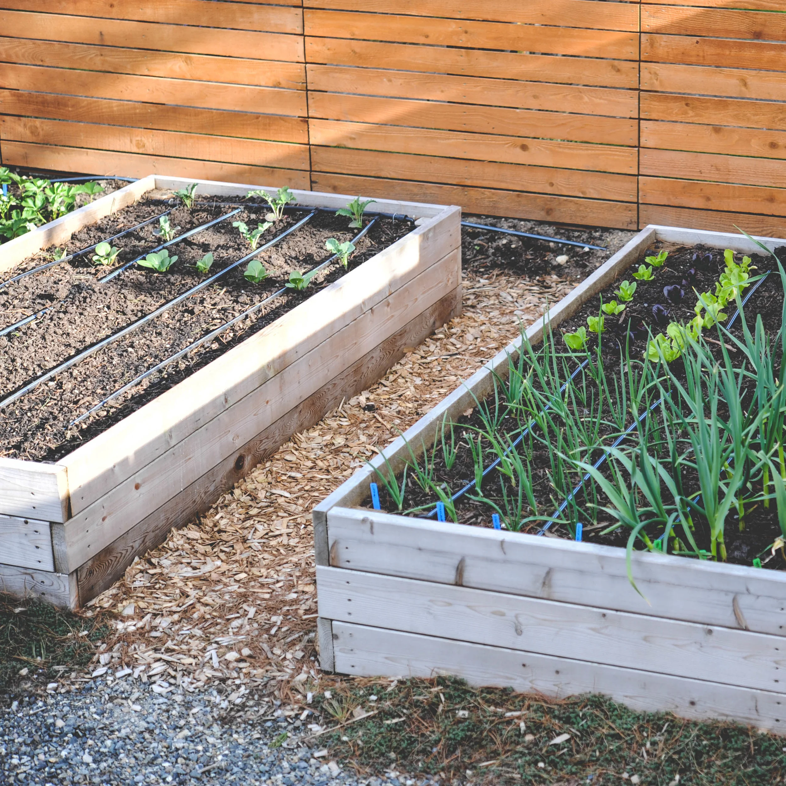 Lisibilit Motivation Regarde En Arri re Micro Irrigation Potager 