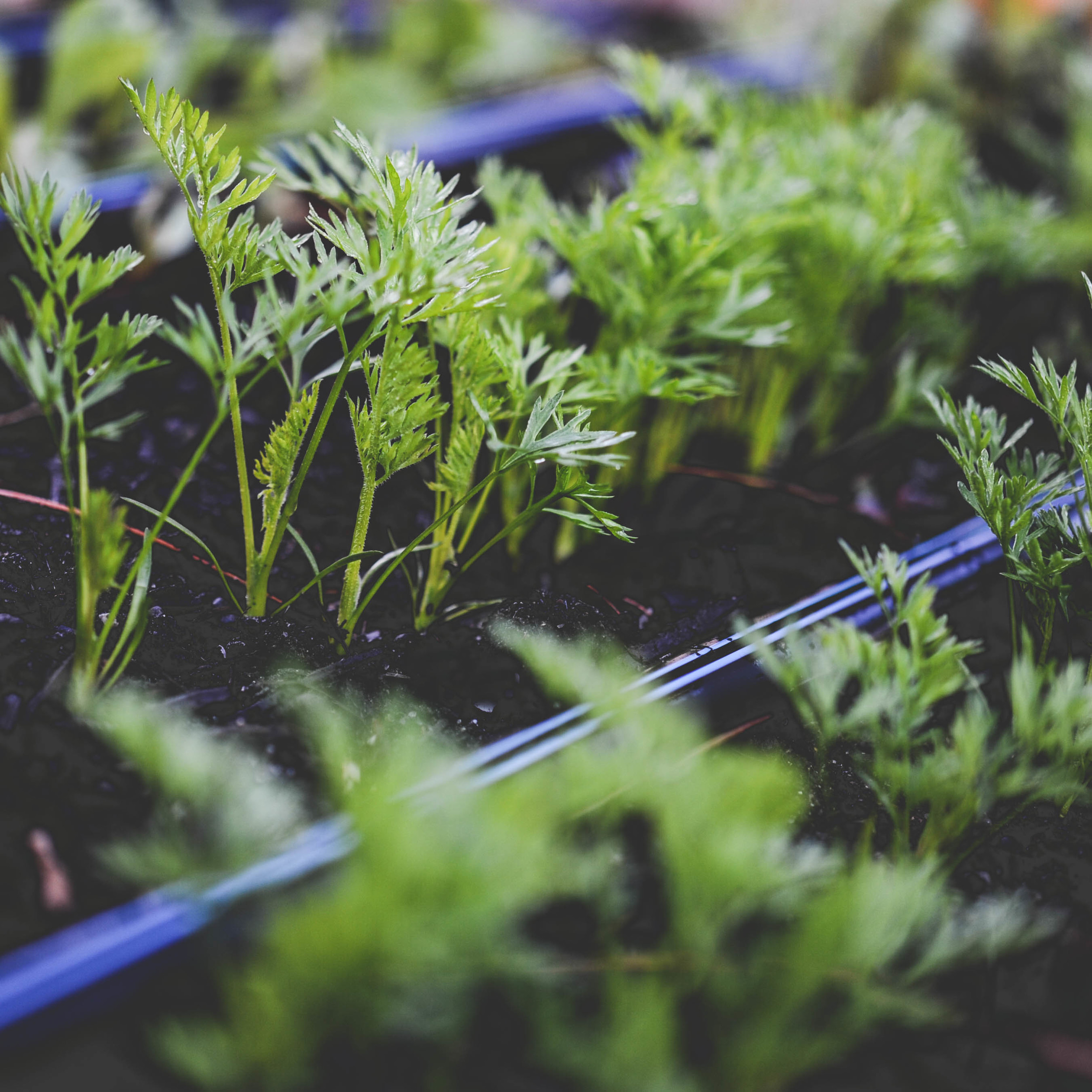 Why Drip Irrigation? — Seattle Urban Farm Company Garden trellises