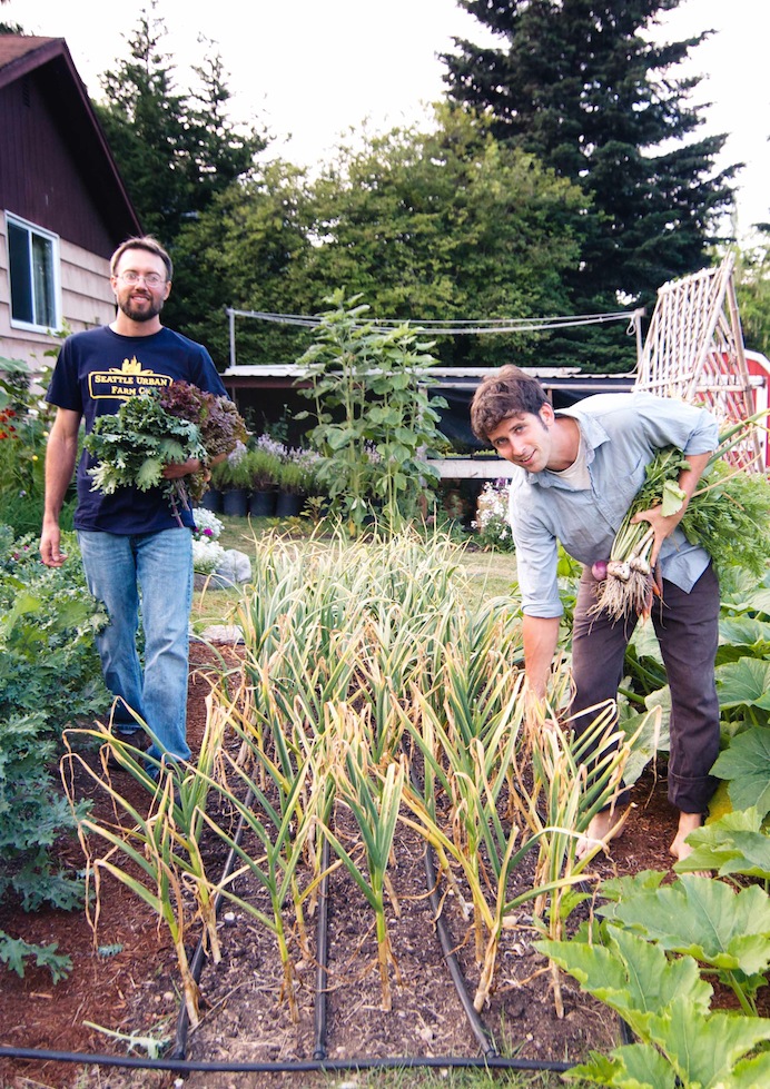 Garlic ready to harvest.