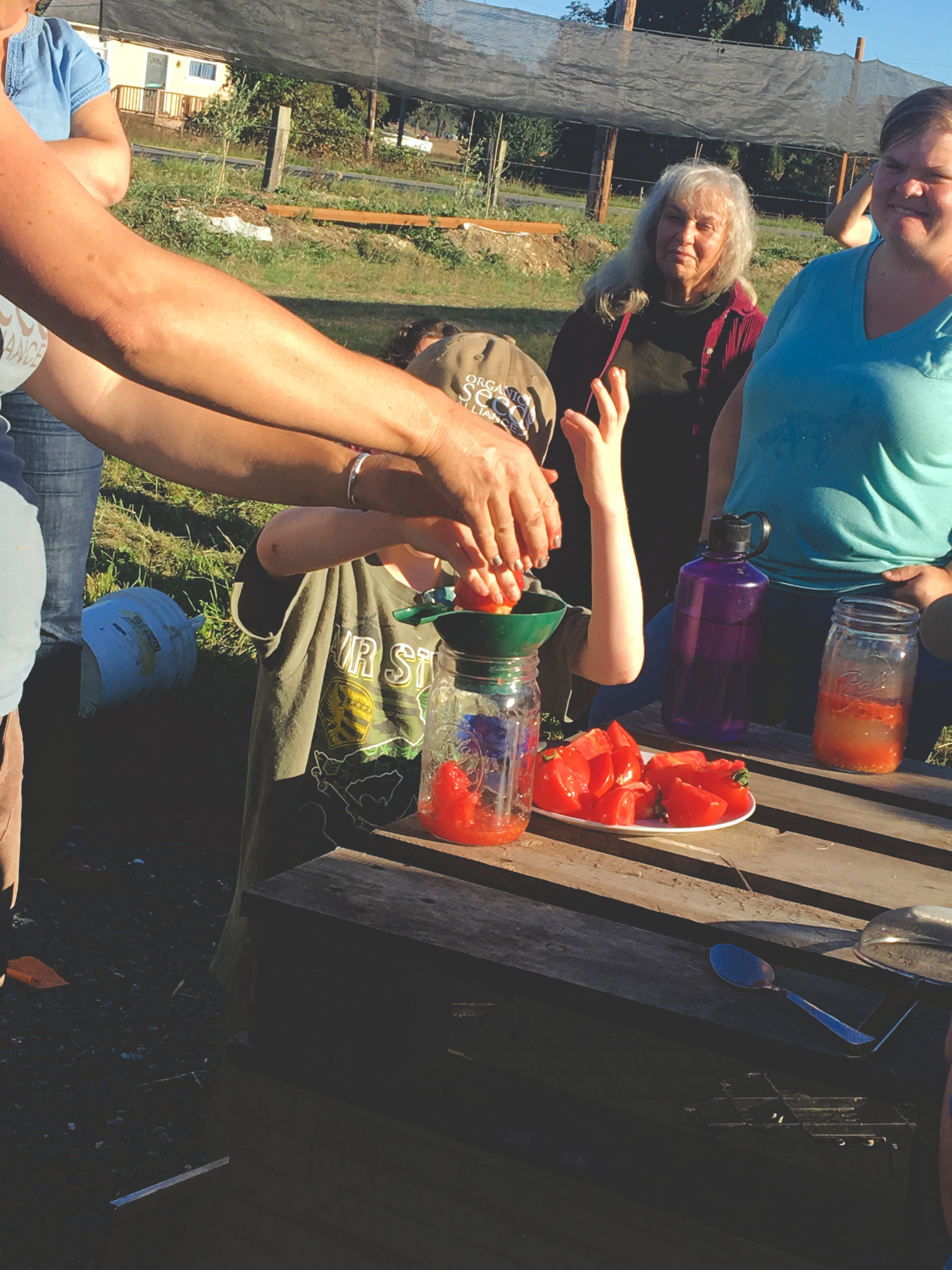 Scooping out the inside flesh of tomatoes for seed saving.