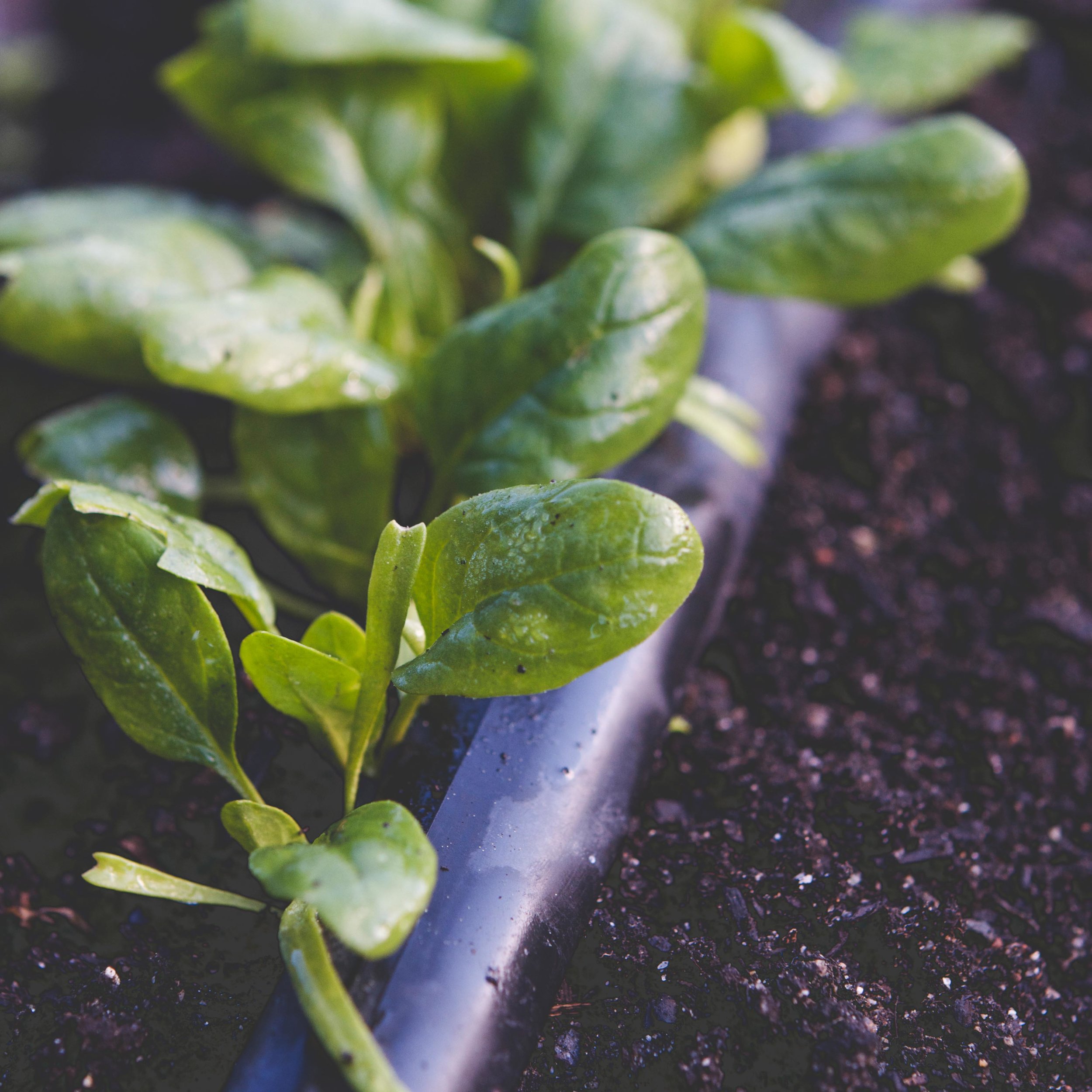 Spring spinach growing in a fall-composted garden