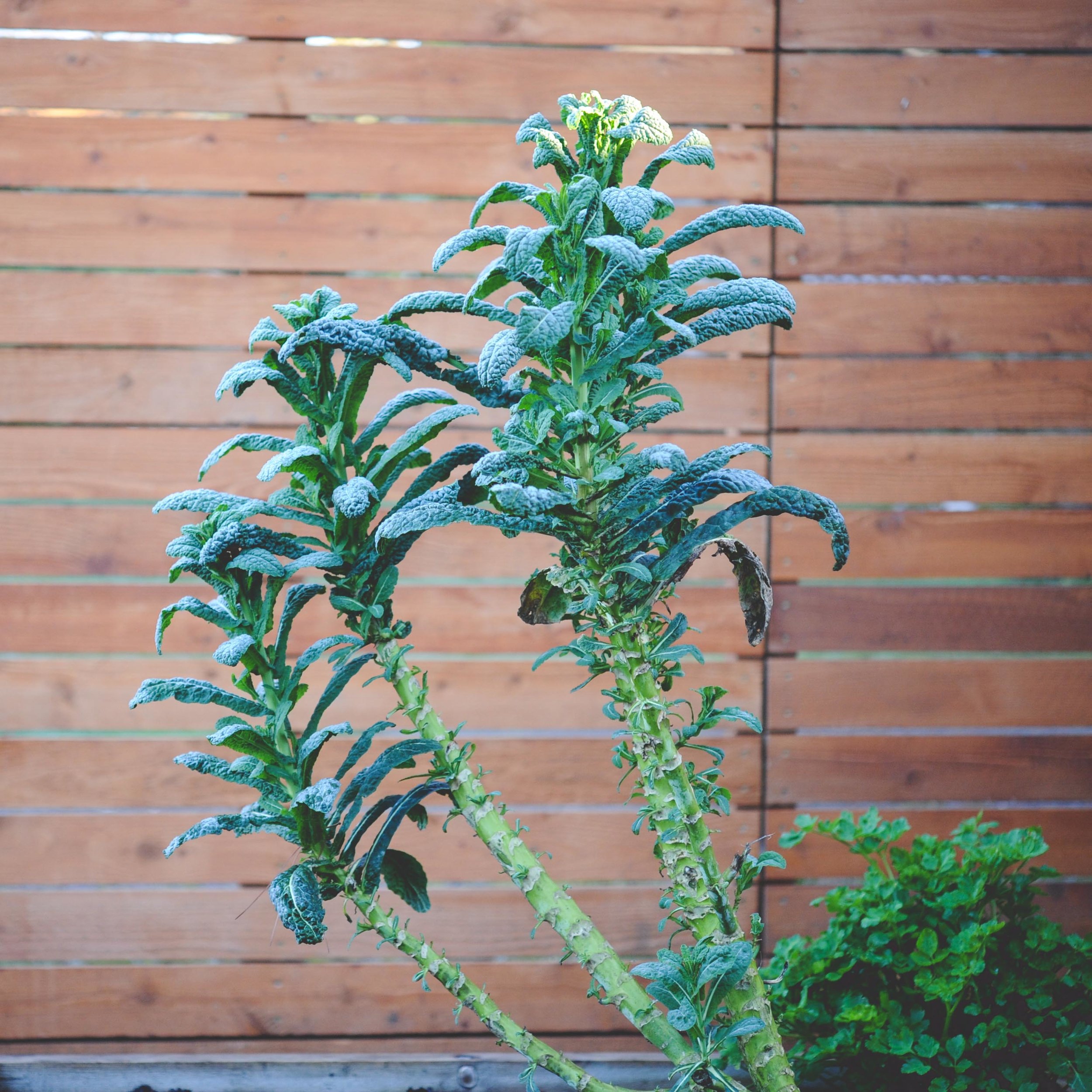 Kale trees!!