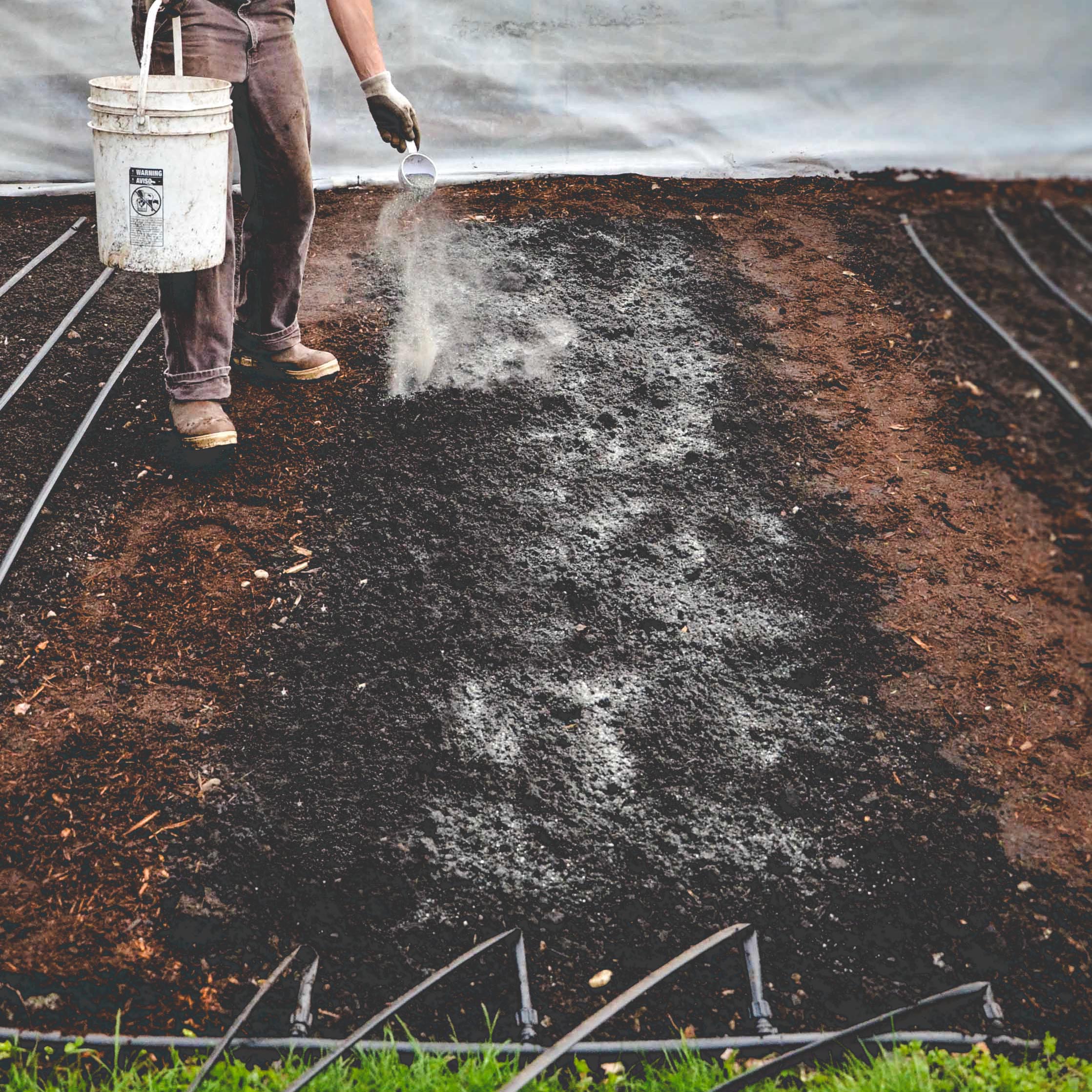 Applying lime to a garden.