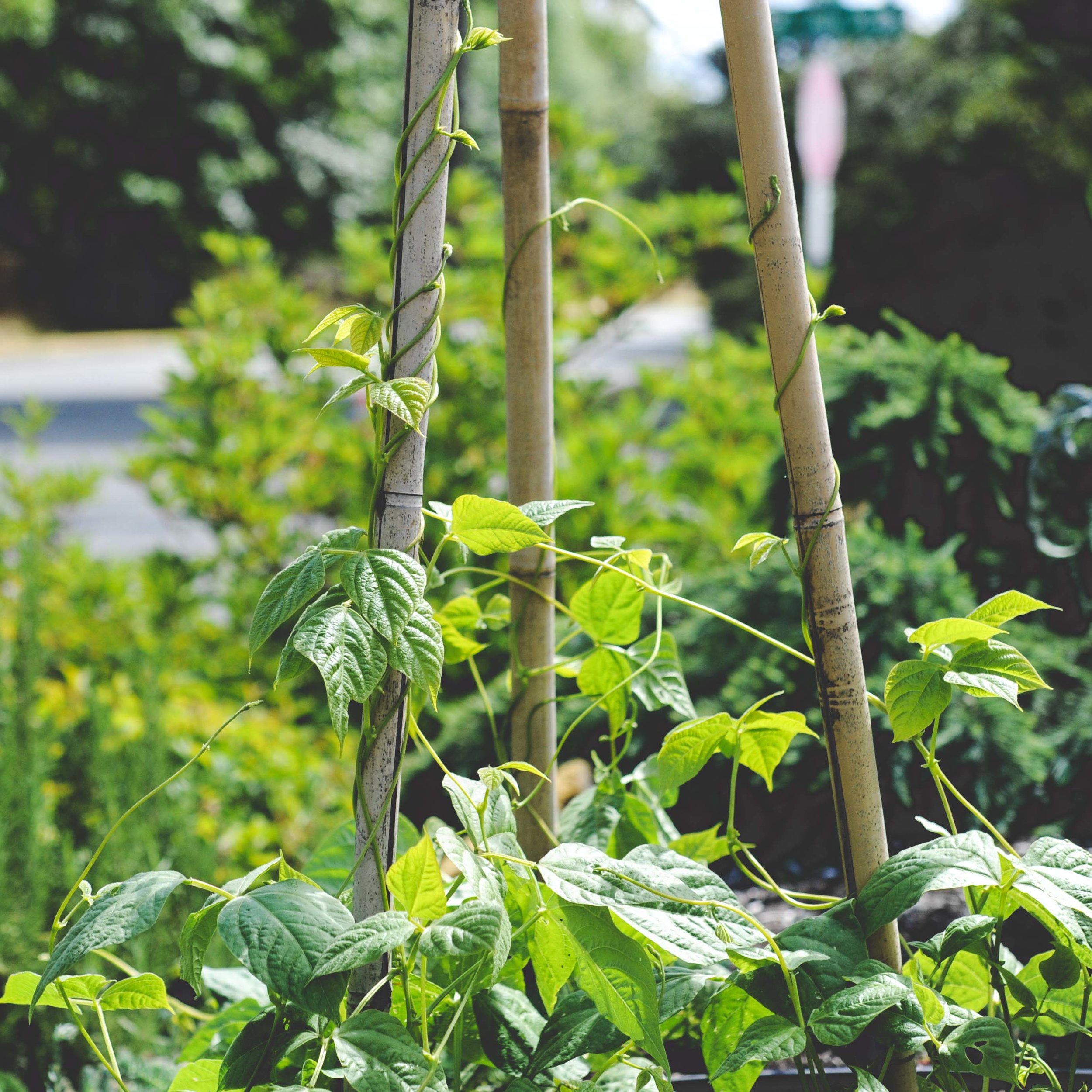 'Fortex' pole beans