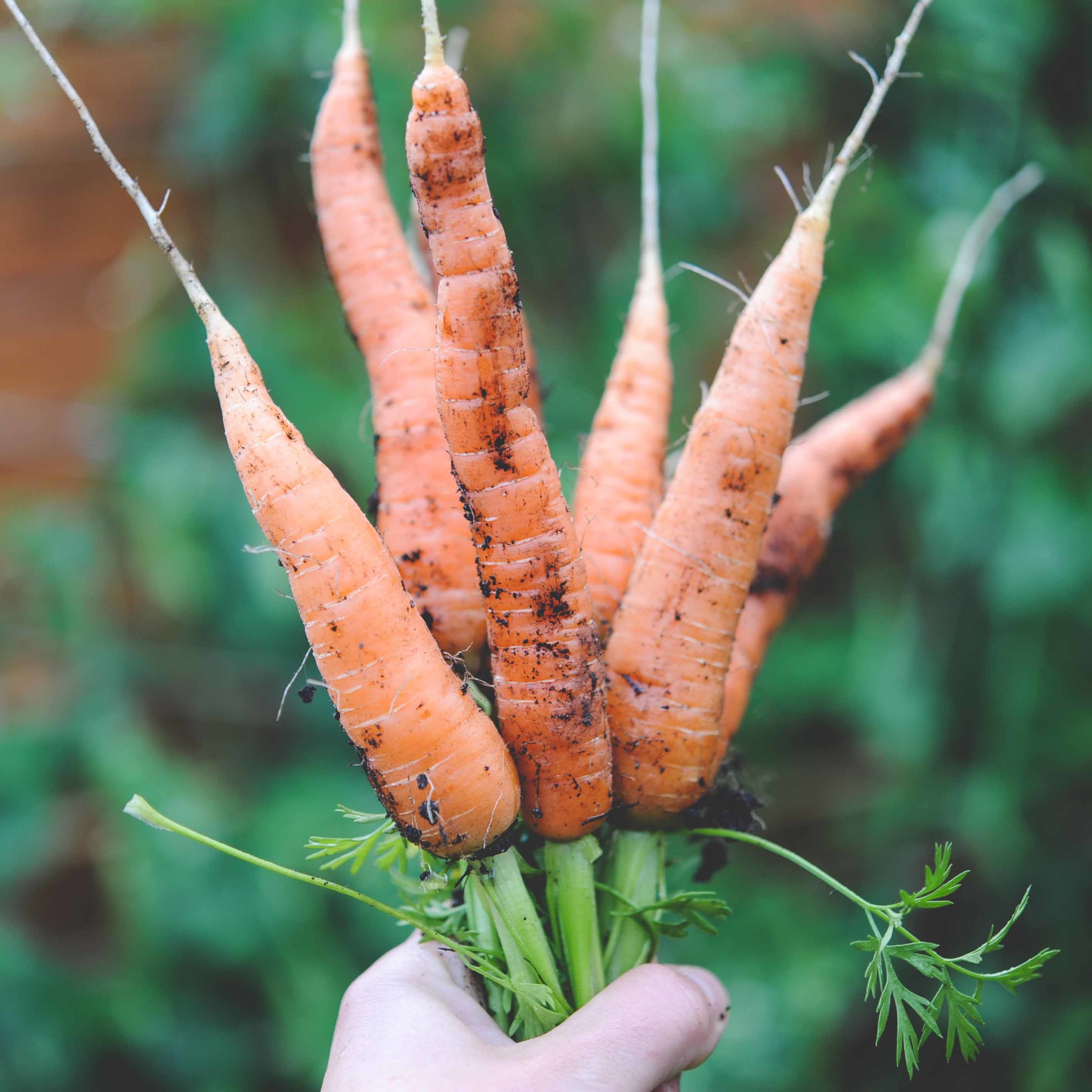 'Nelson' carrots