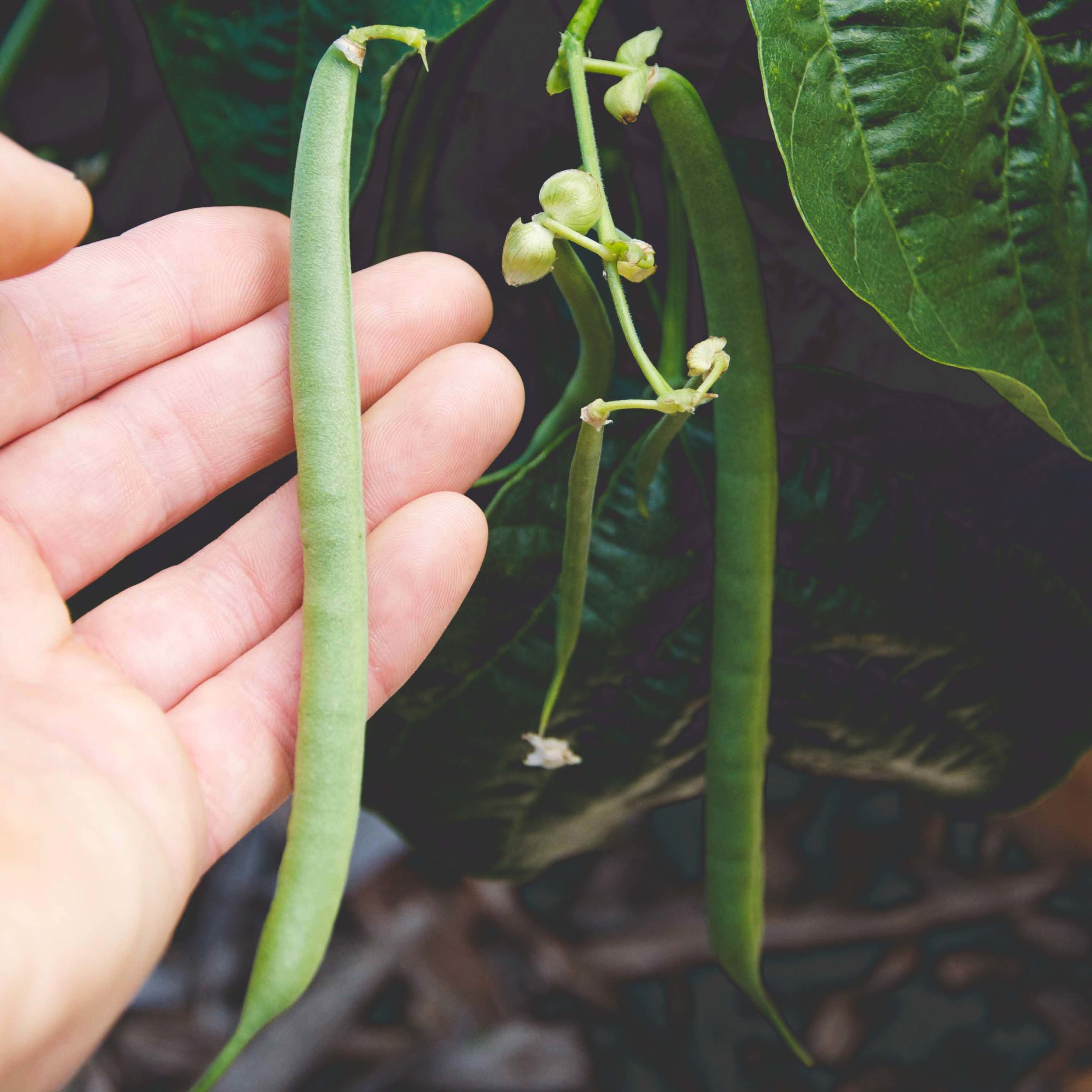 'Provider' bush beans