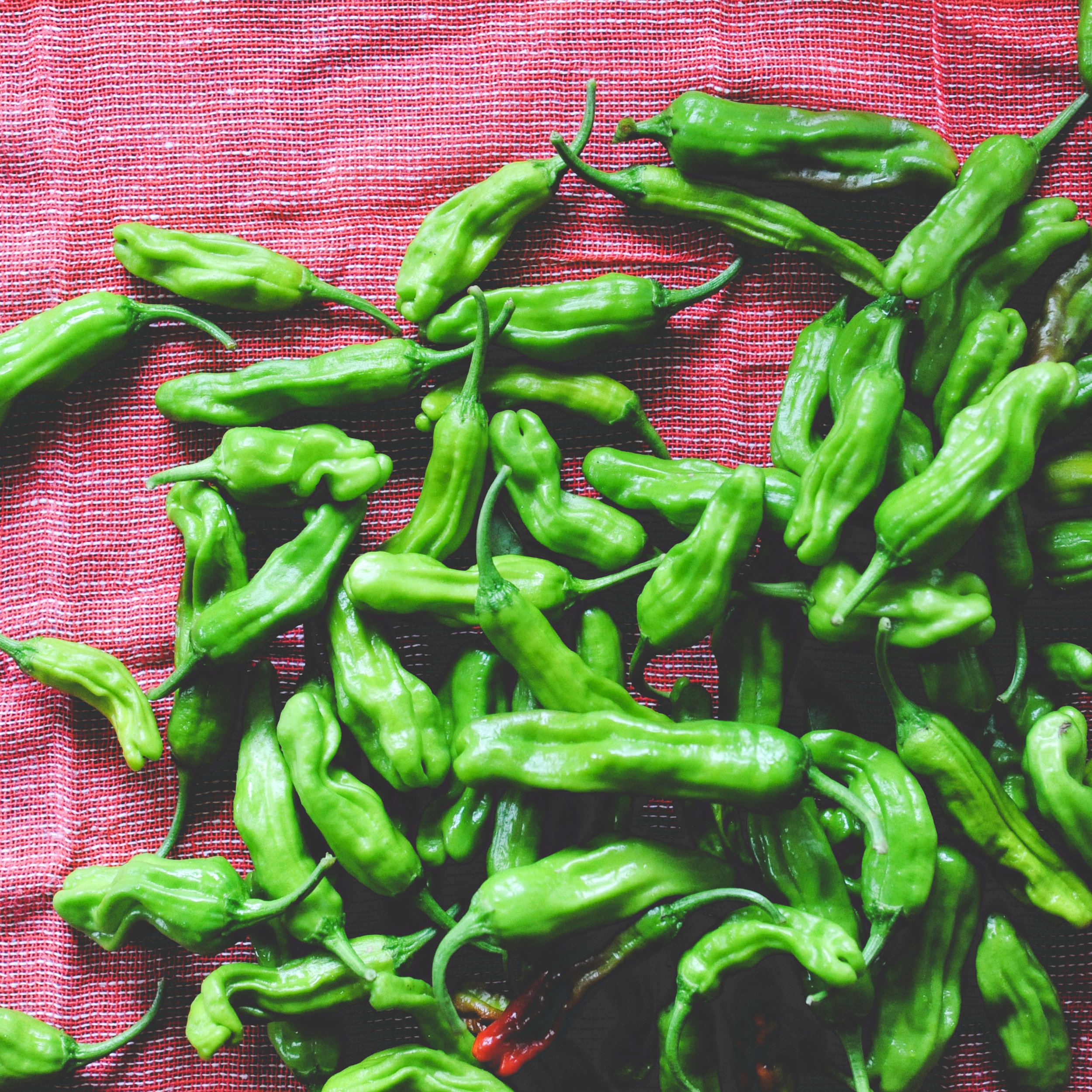 'Shishito' peppers