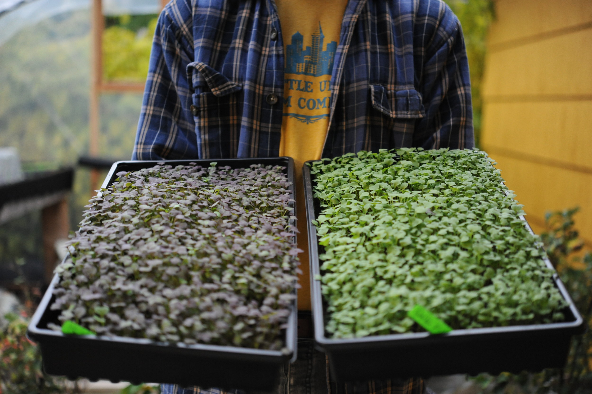 3. Mustard greens ready to harvest