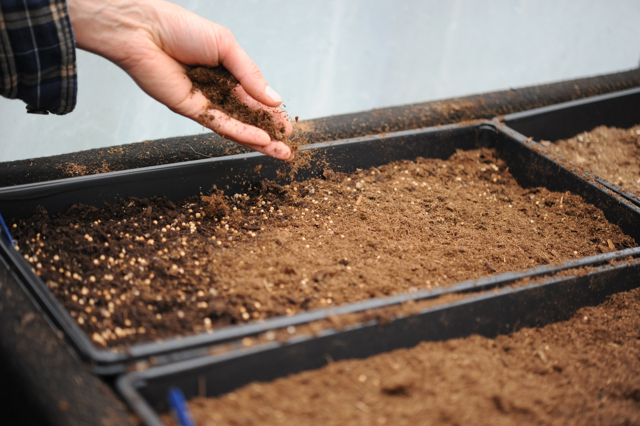 2. Peat sprinkled over the top of seeds