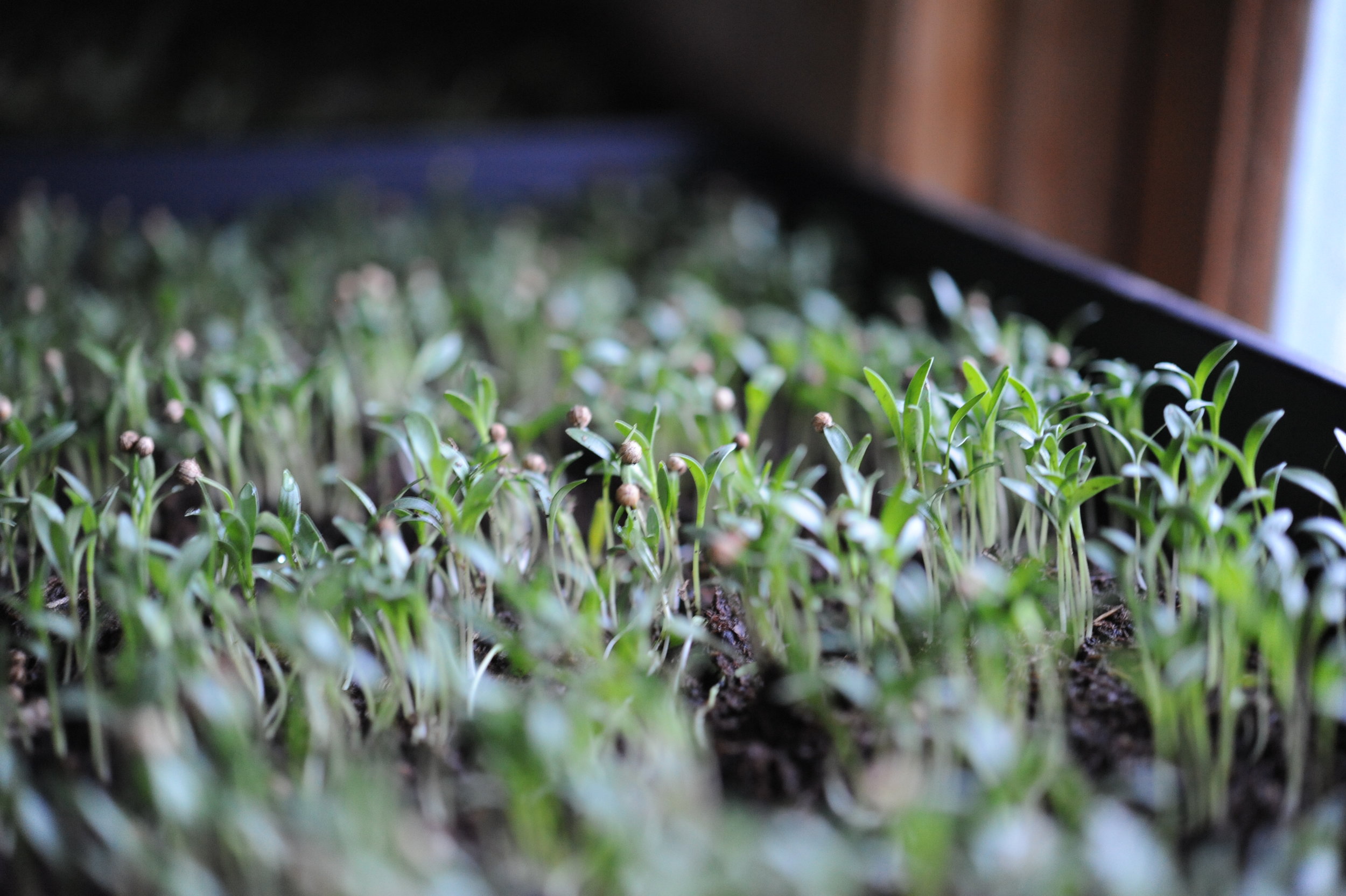 3. Germinated cilantro about 6 days after seeding