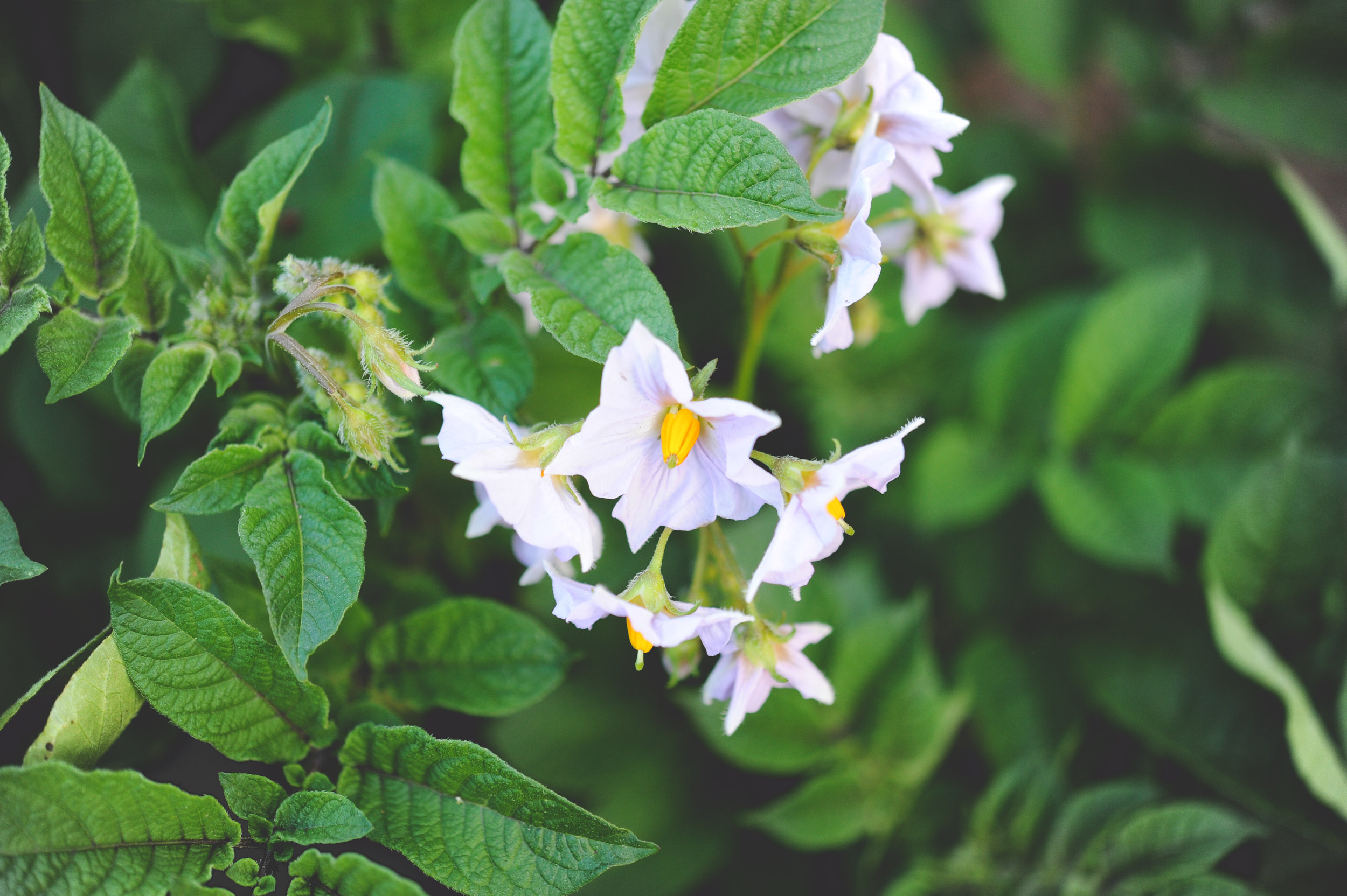 potato flowers_seattle urban farm co.jpg