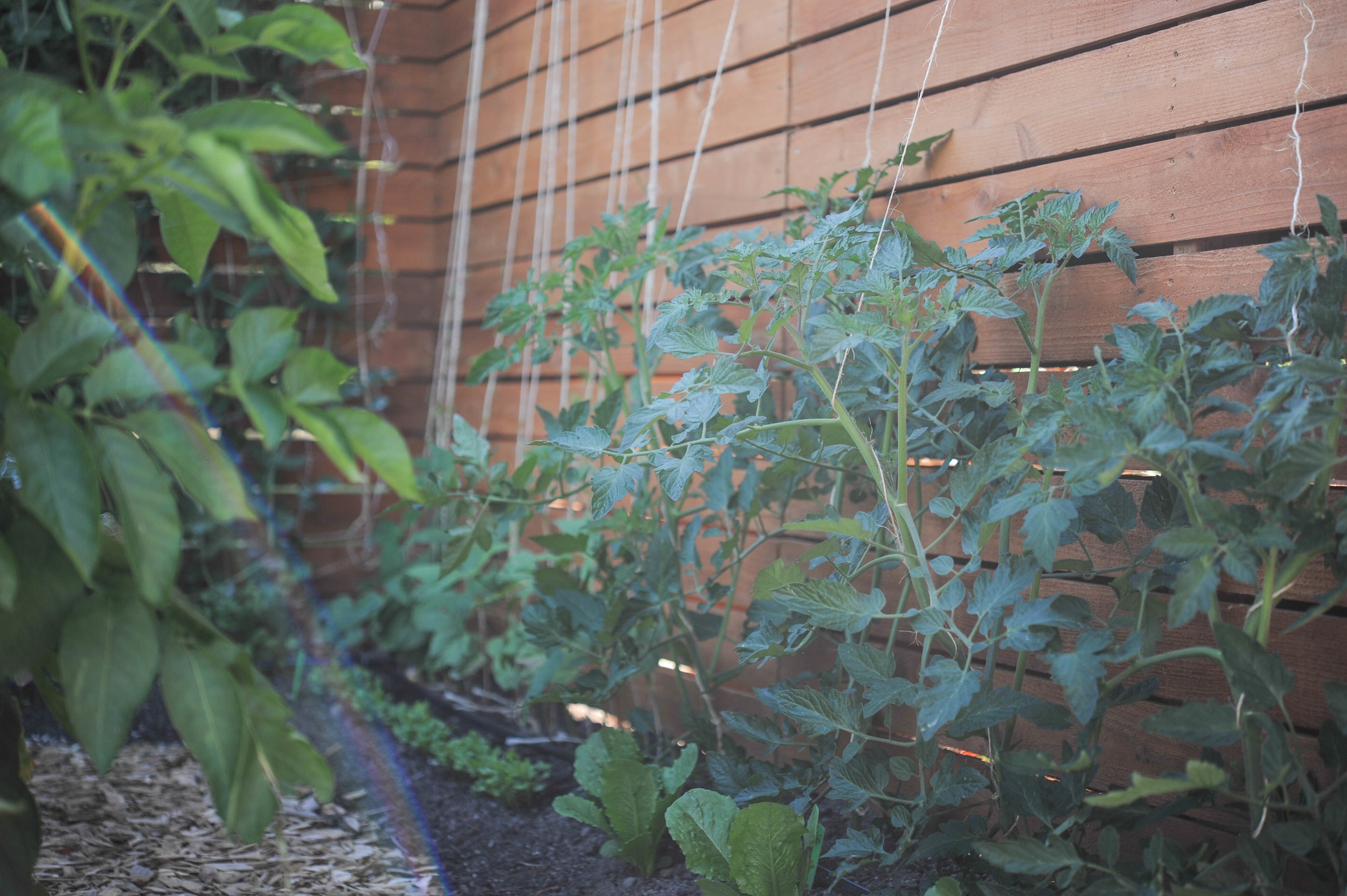 tomatoes_String Trellis.jpg