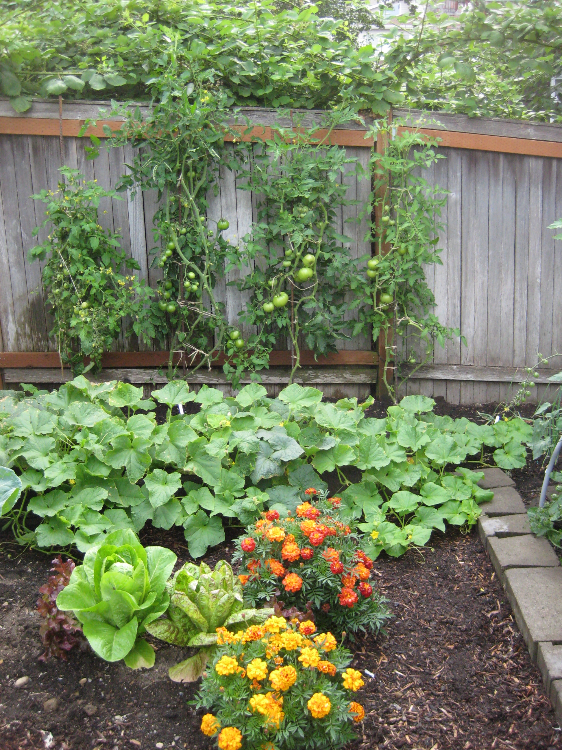 Tomatoes rebar trellis.jpg