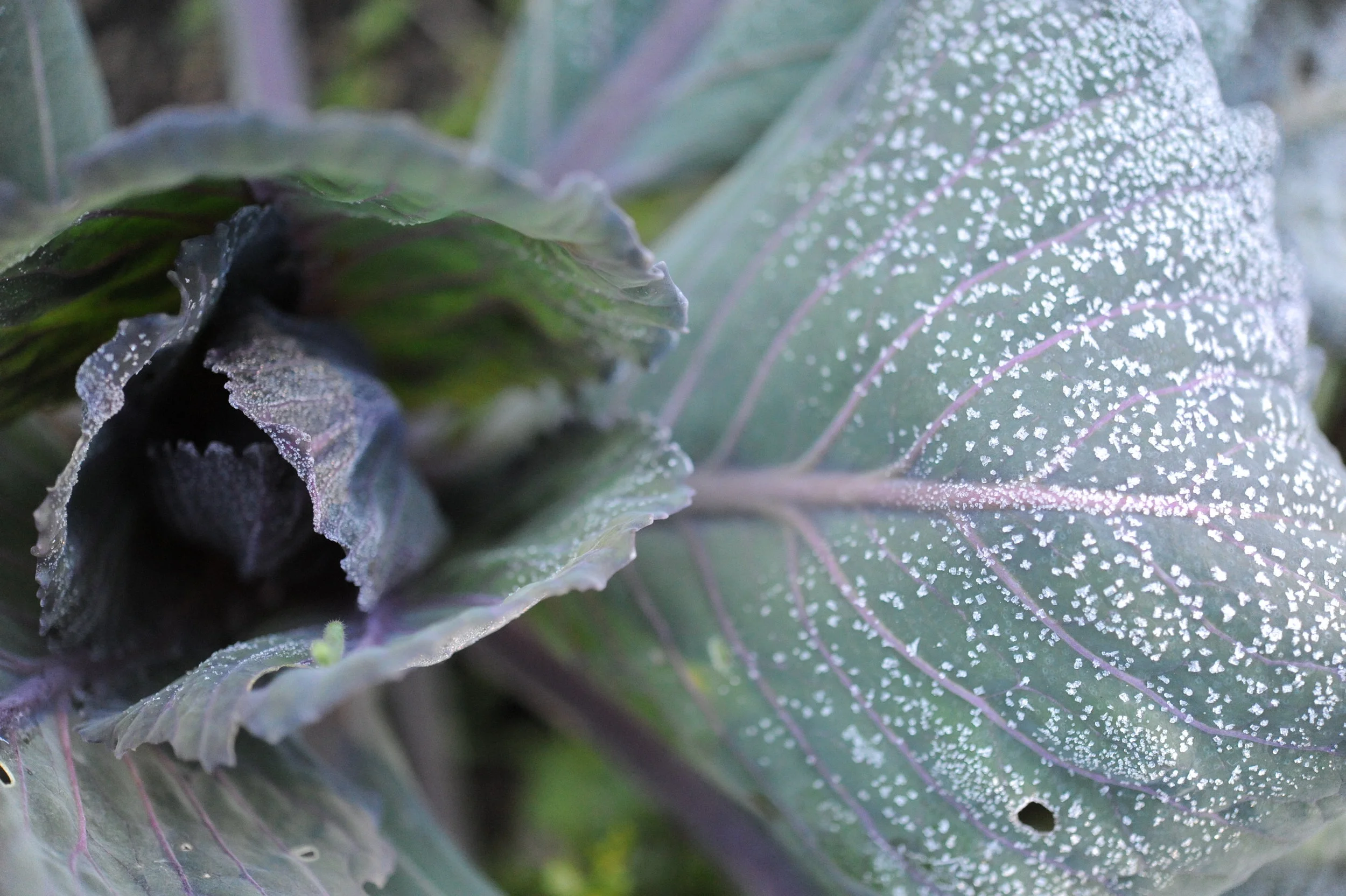 Overwintering Crops that can withstand the cold and how to help them thrive — Seattle Urban