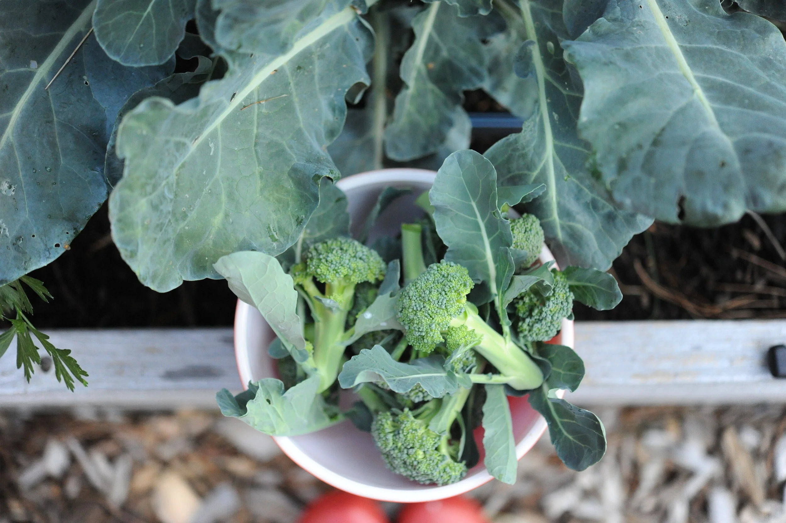 Fall Garden Brilliance with Brassicas Episode 54