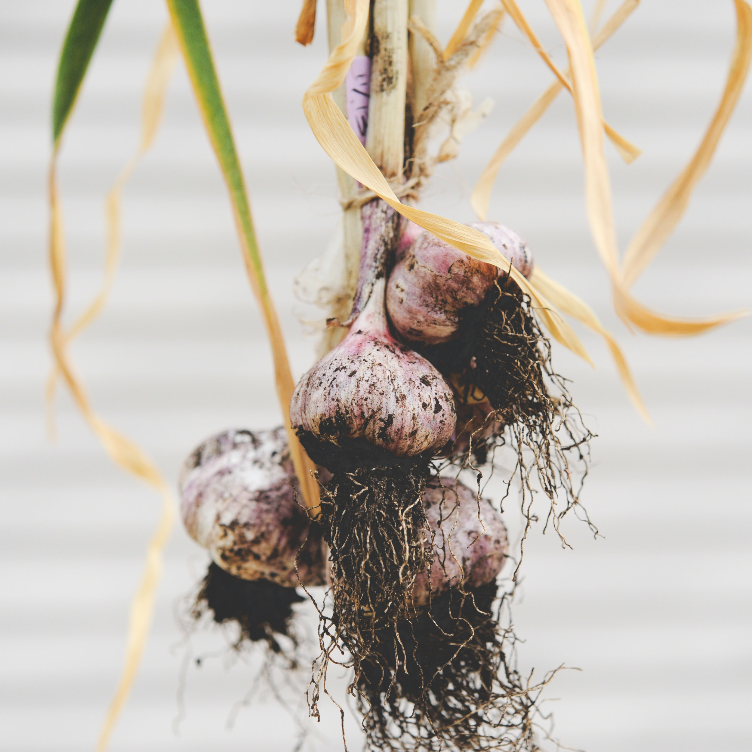 harvested Garlic_-3.jpg