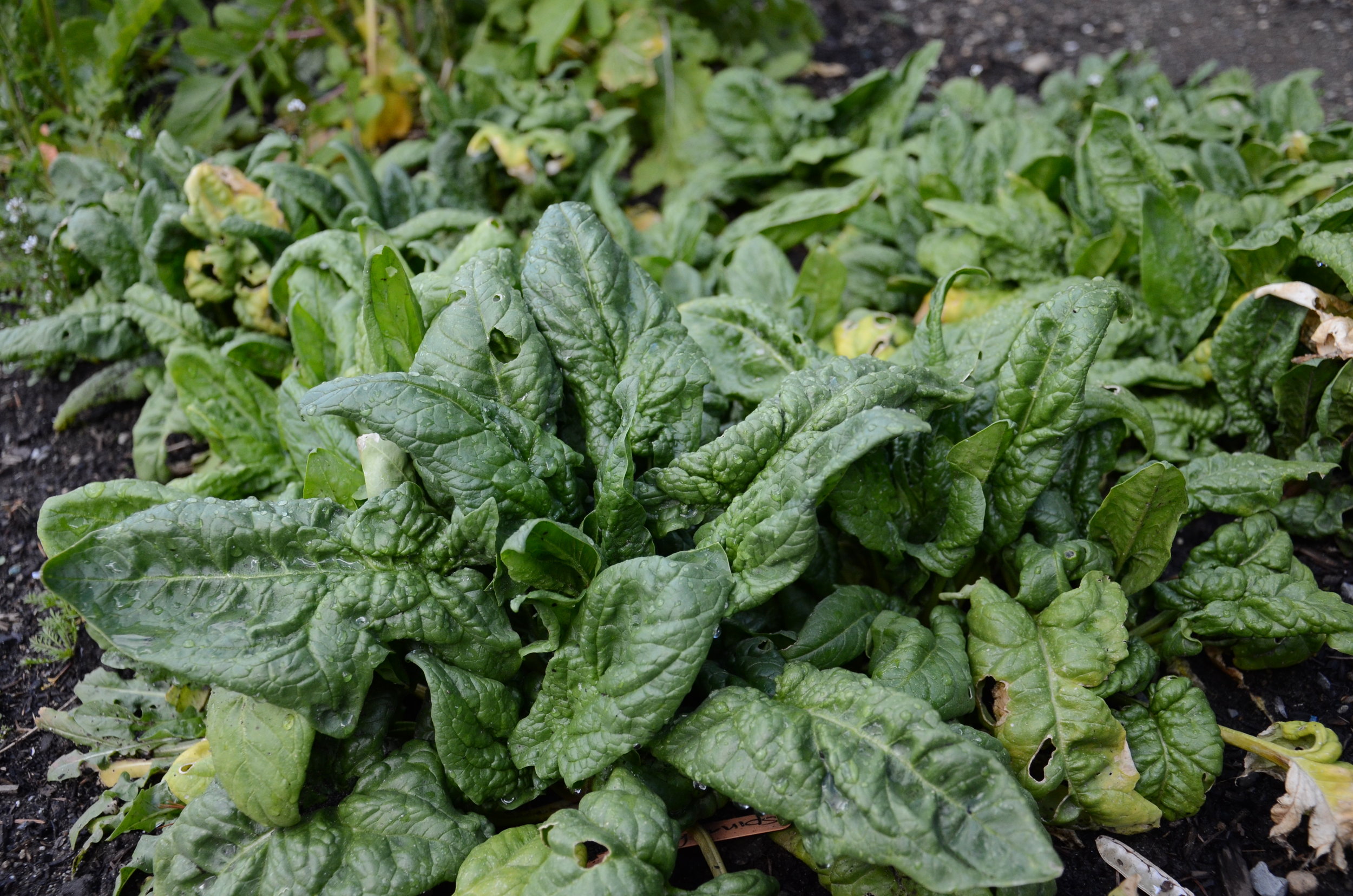 Overwintered spring spinach