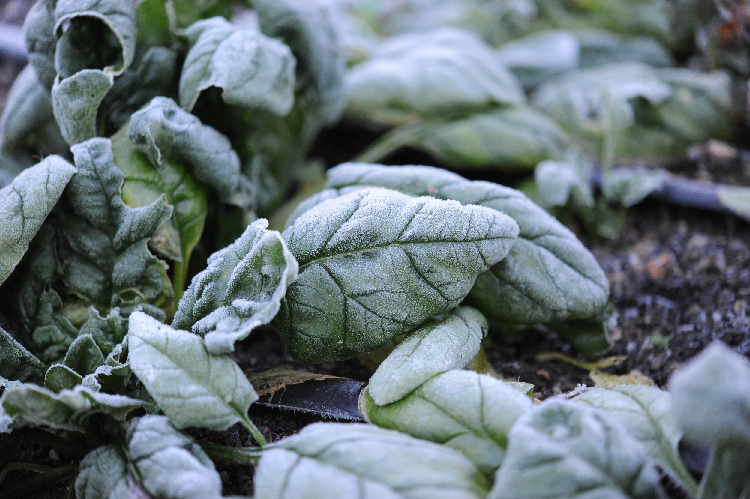 Frost on spinach