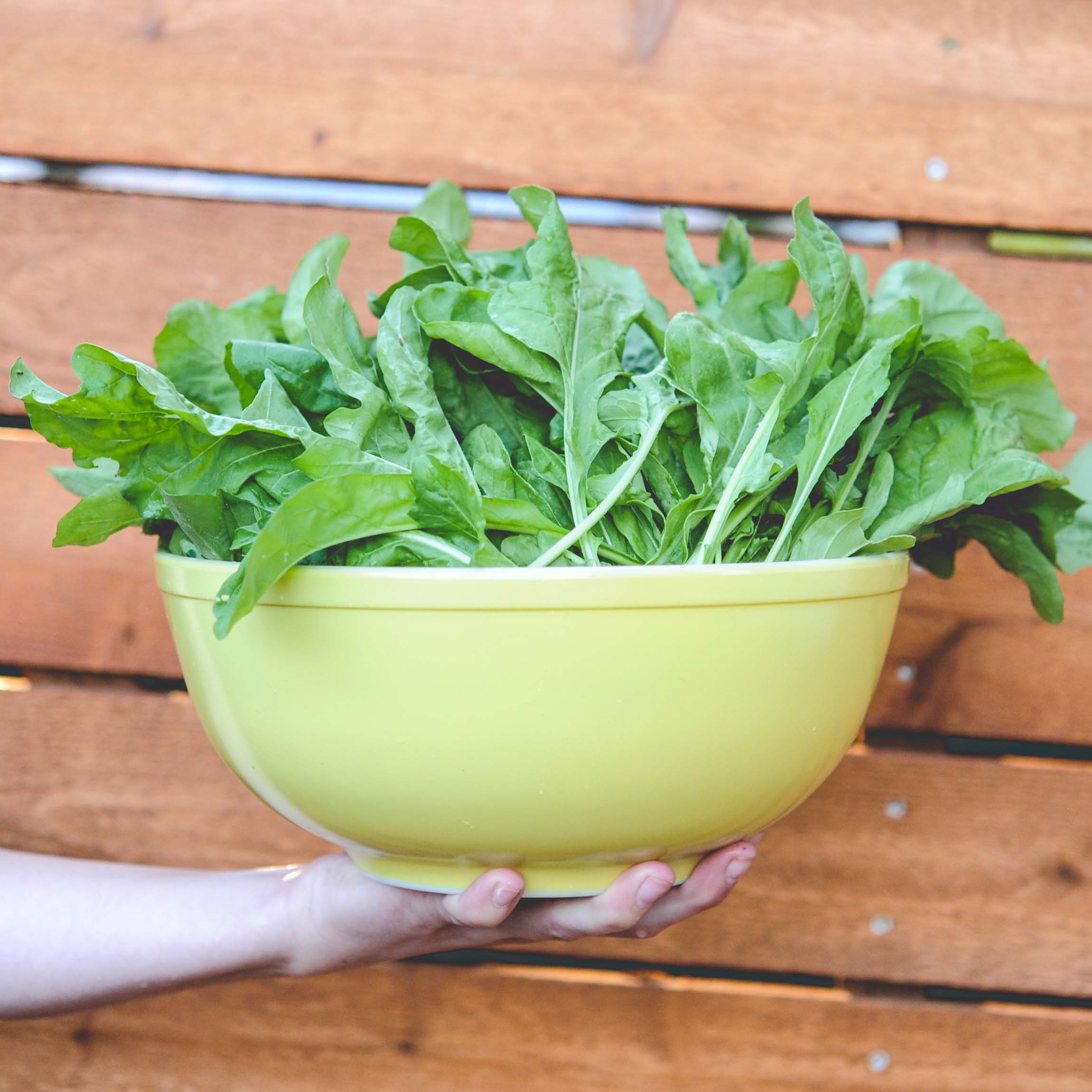 arugula harvest_insta.jpg