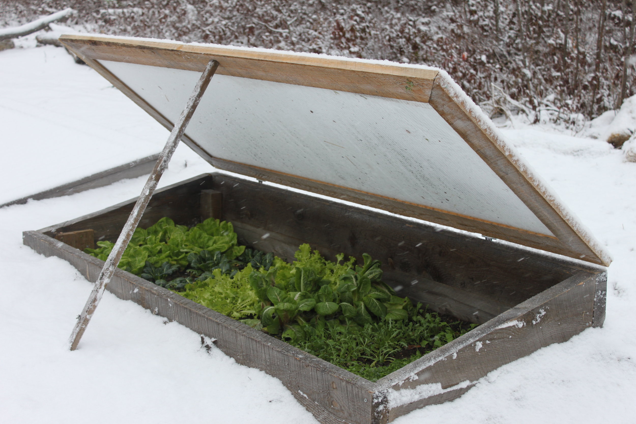 Open cold frame with polycarbonate panels