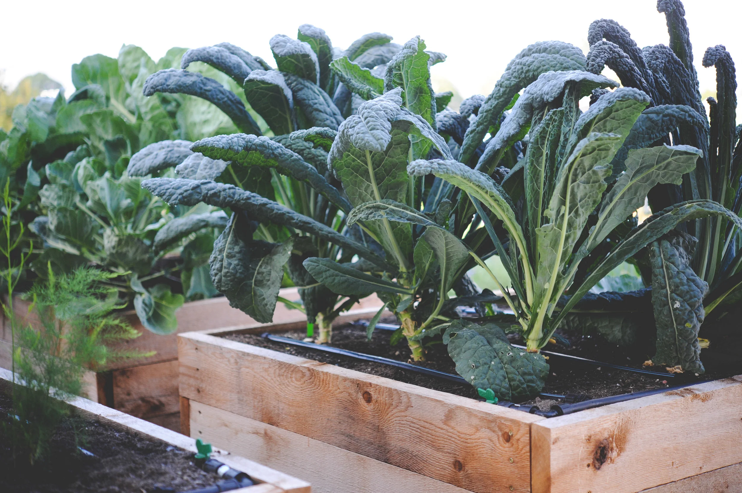 drip irrigation_blog.jpg