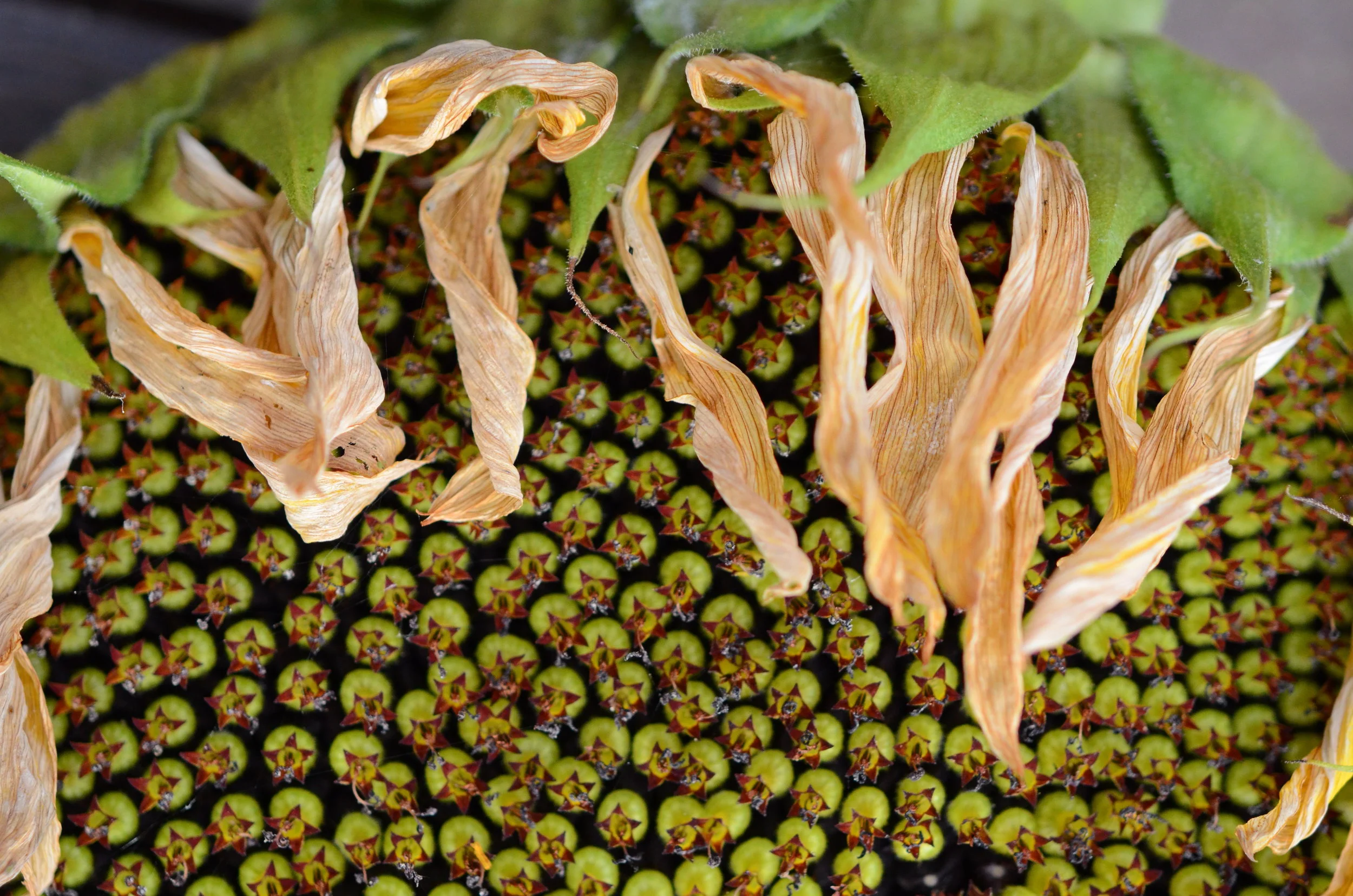 Sunflowers_Seattle Urban Farm Co._EBPodcast.jpg