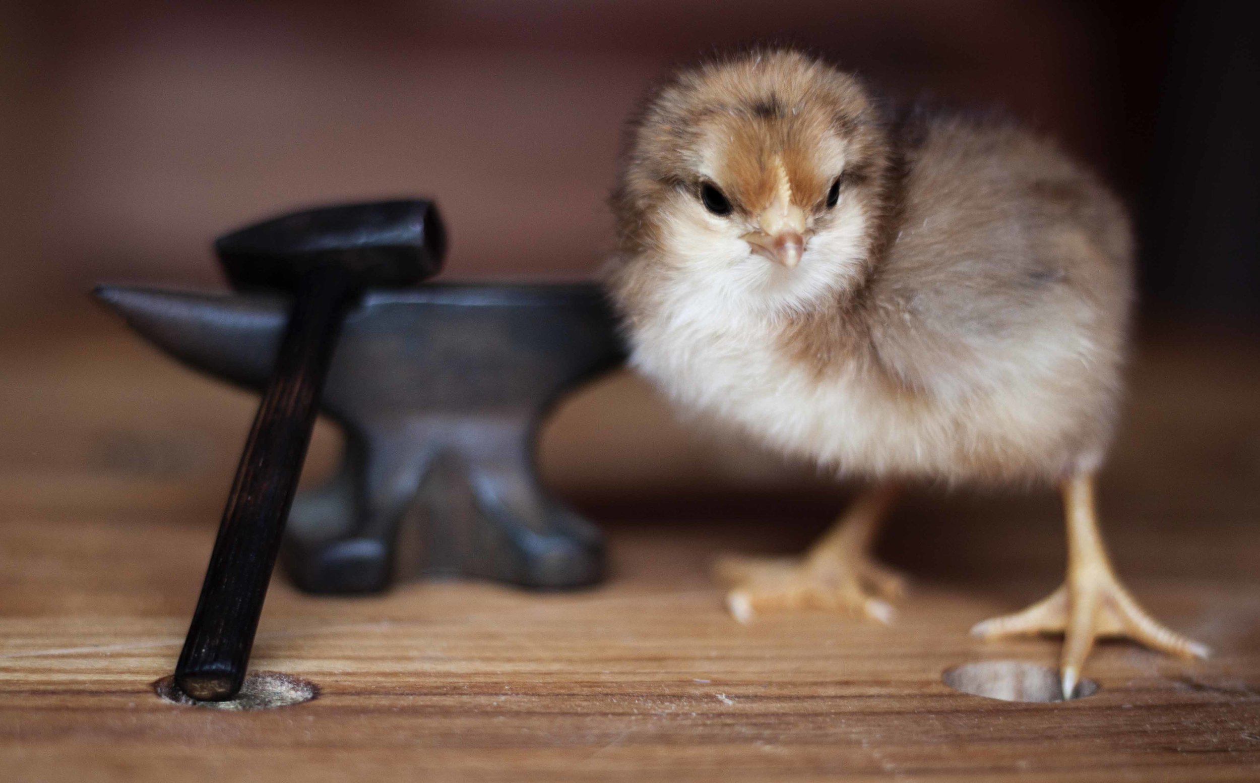 A baby chick with some of Anne's wood working tools