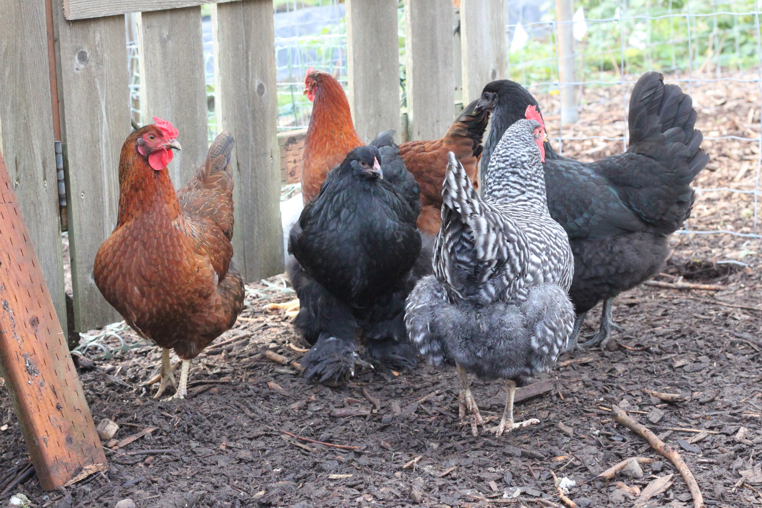 Australorp, Bard Rock, and Rhode Island Reds