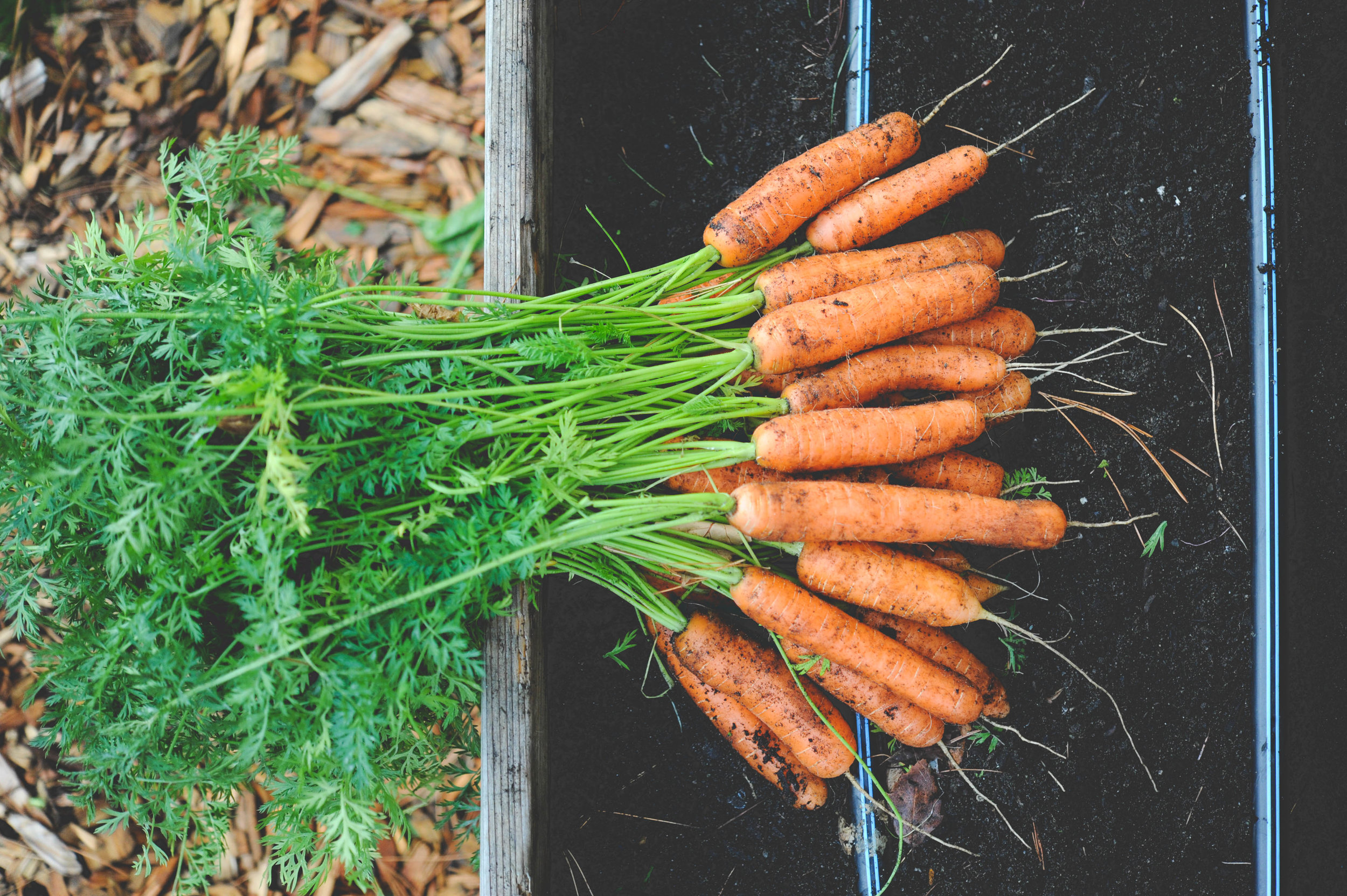 Nelson Carrots_Hilary Dahl.jpg